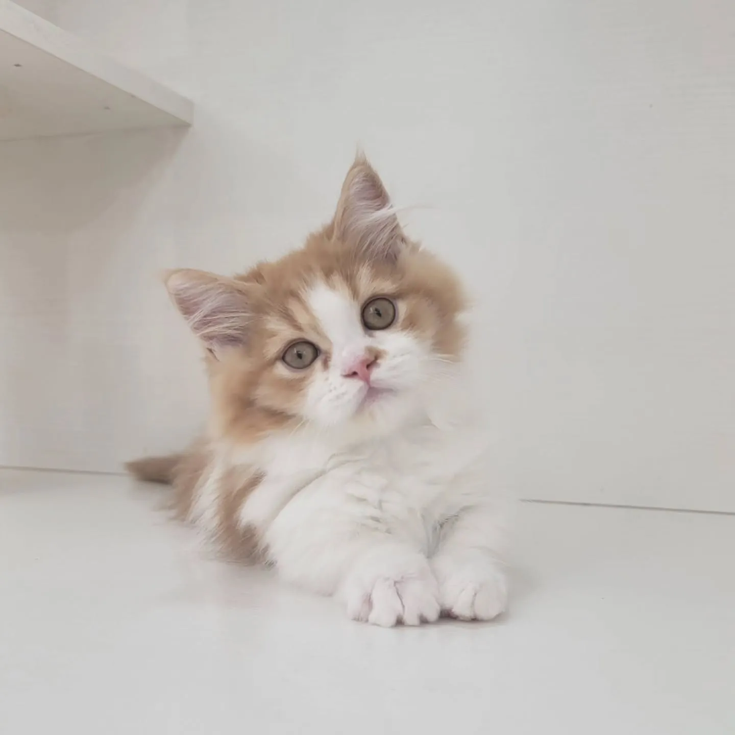 この仕草かわいすぎる～～～❤️