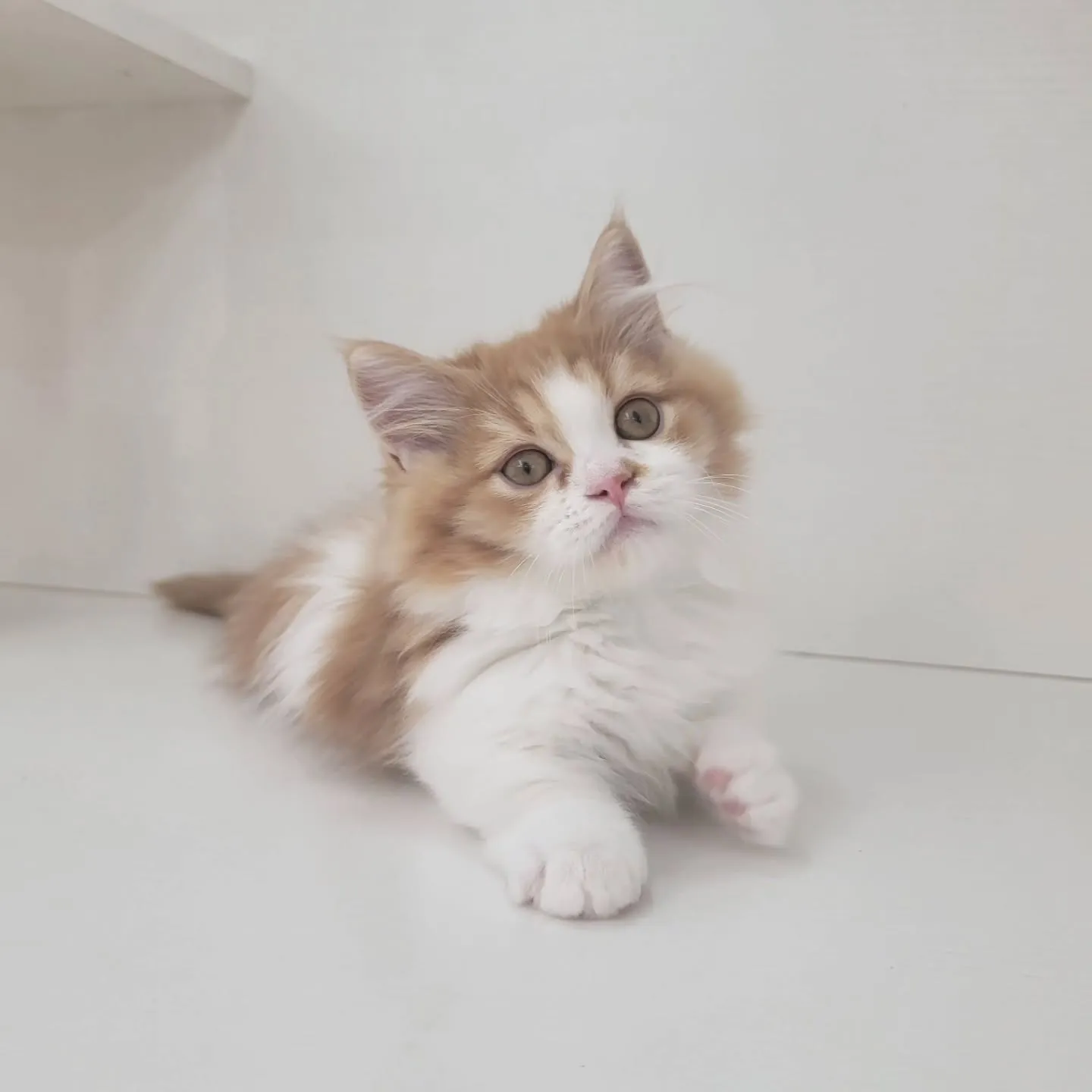 この仕草かわいすぎる～～～❤️