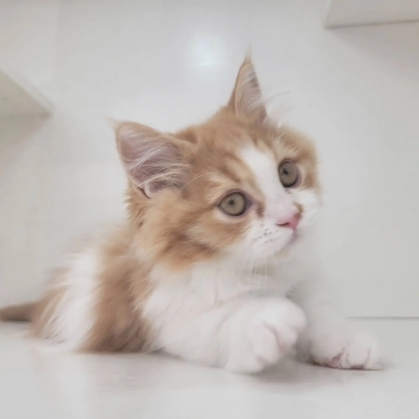 この仕草かわいすぎる～～～❤️