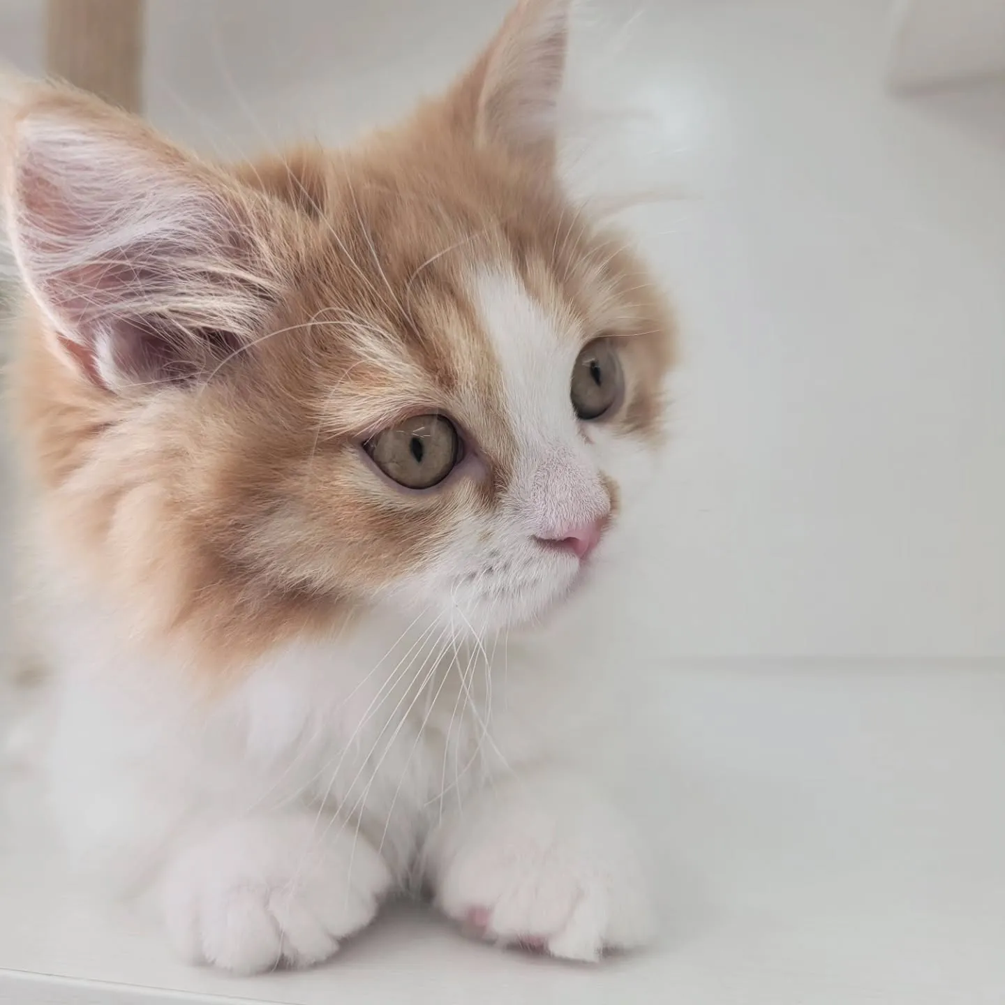 この仕草かわいすぎる～～～❤️