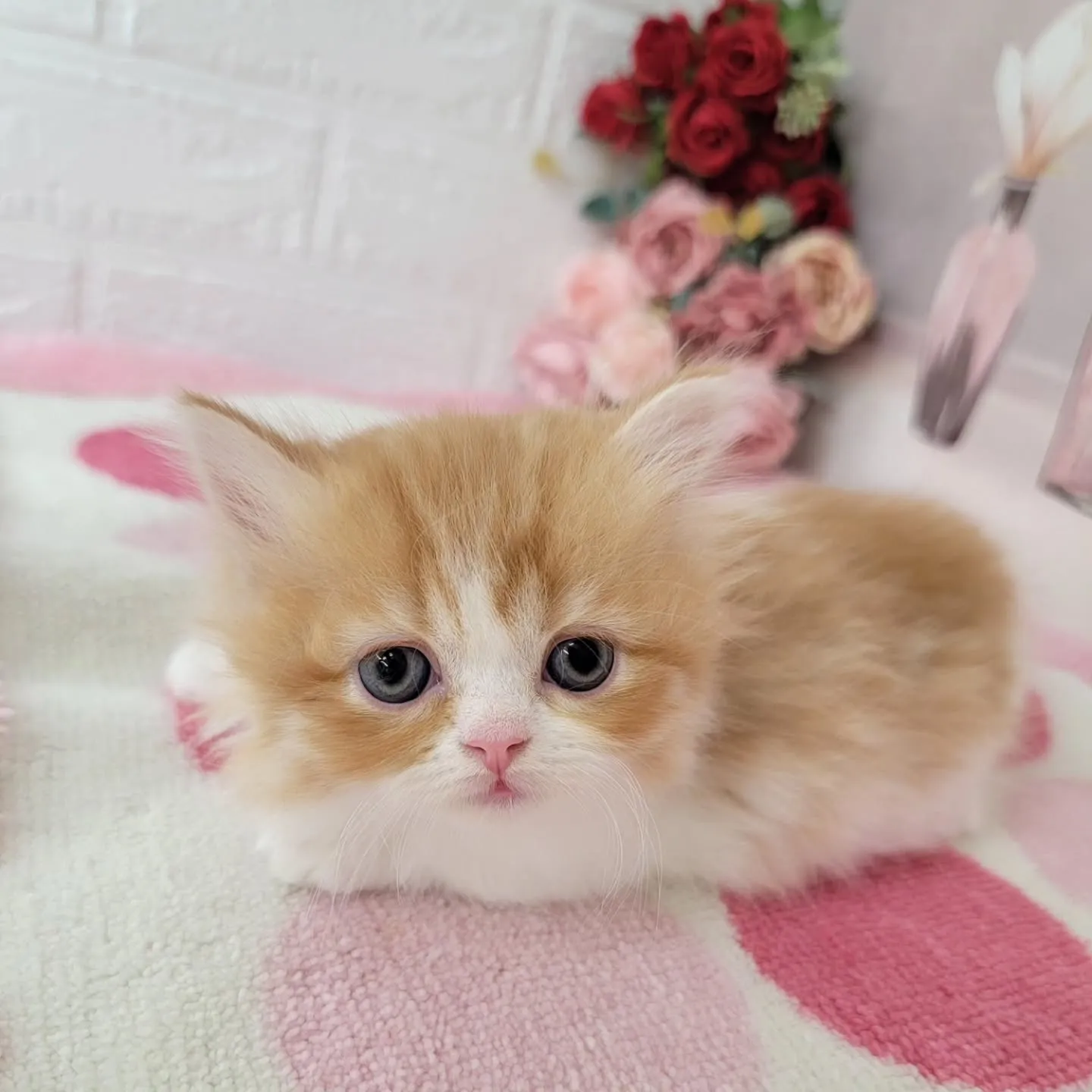 現在ご紹介中のミヌエット（短足）の女の子です💕