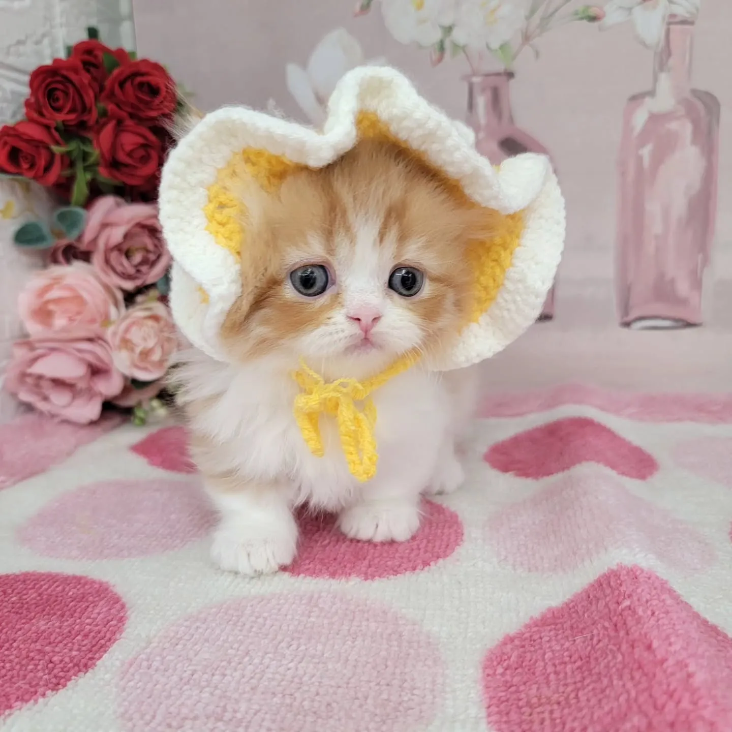 現在ご紹介中のミヌエット（短足）の女の子です💕