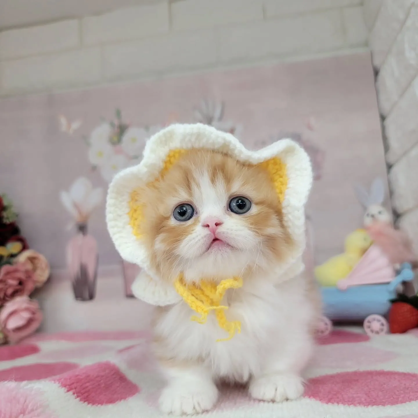 現在ご紹介中のミヌエット（短足）の女の子です💕