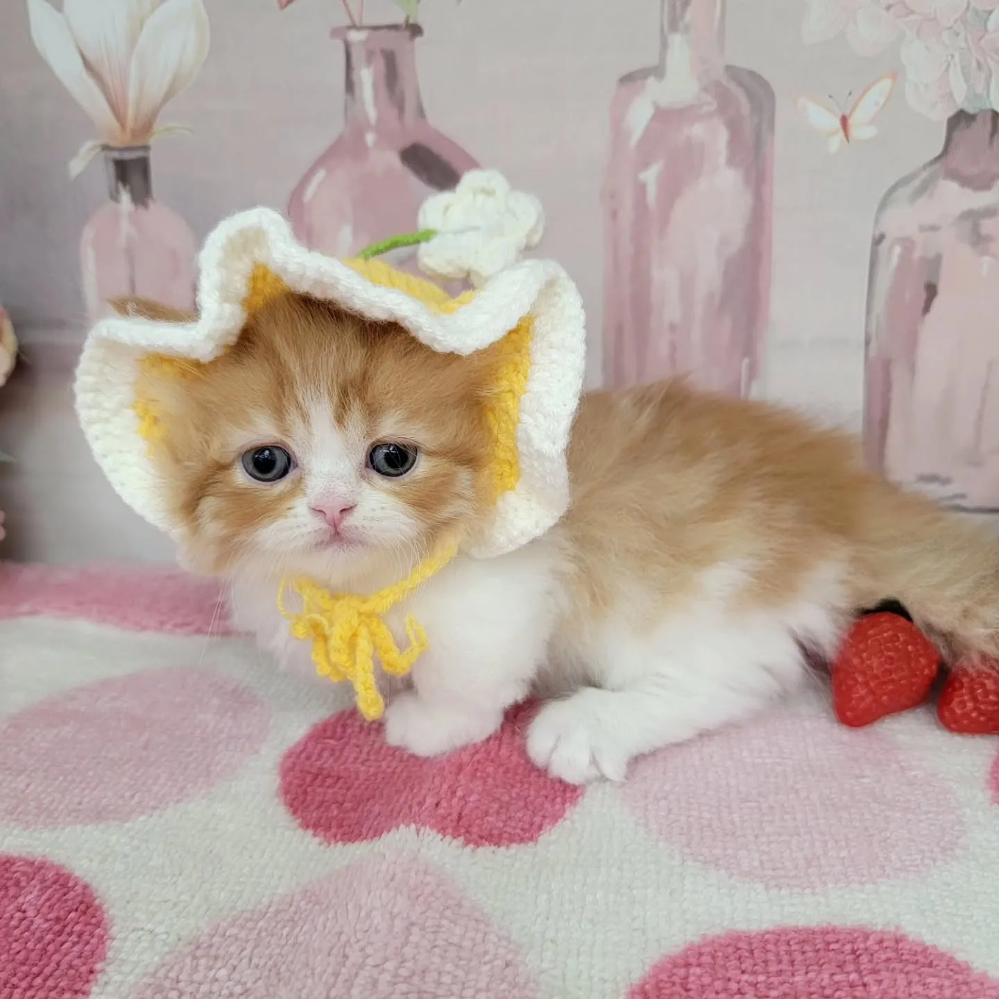 現在ご紹介中のミヌエット（短足）の女の子です💕