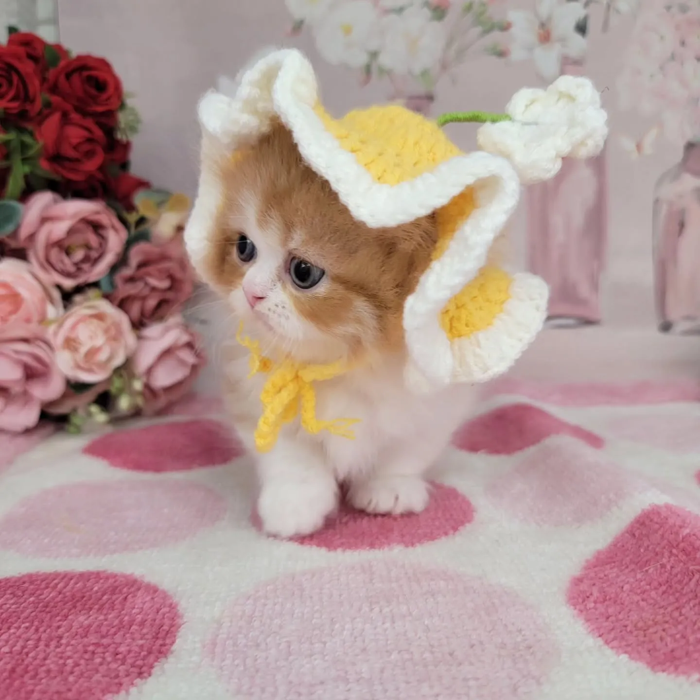 現在ご紹介中のミヌエット（短足）の女の子です💕