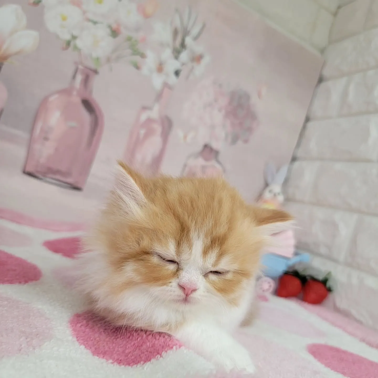 現在ご紹介中のミヌエット（短足）の女の子です💕