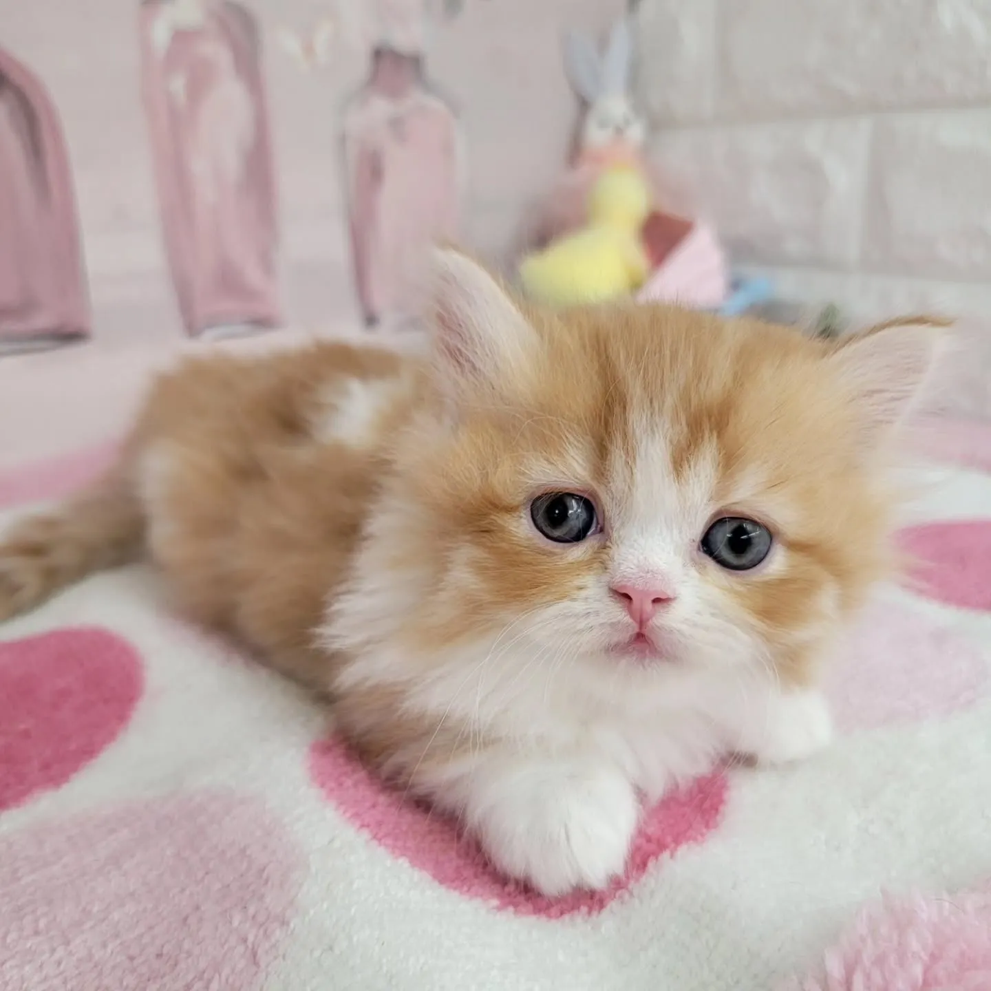 現在ご紹介中のミヌエット（短足）の女の子です💕