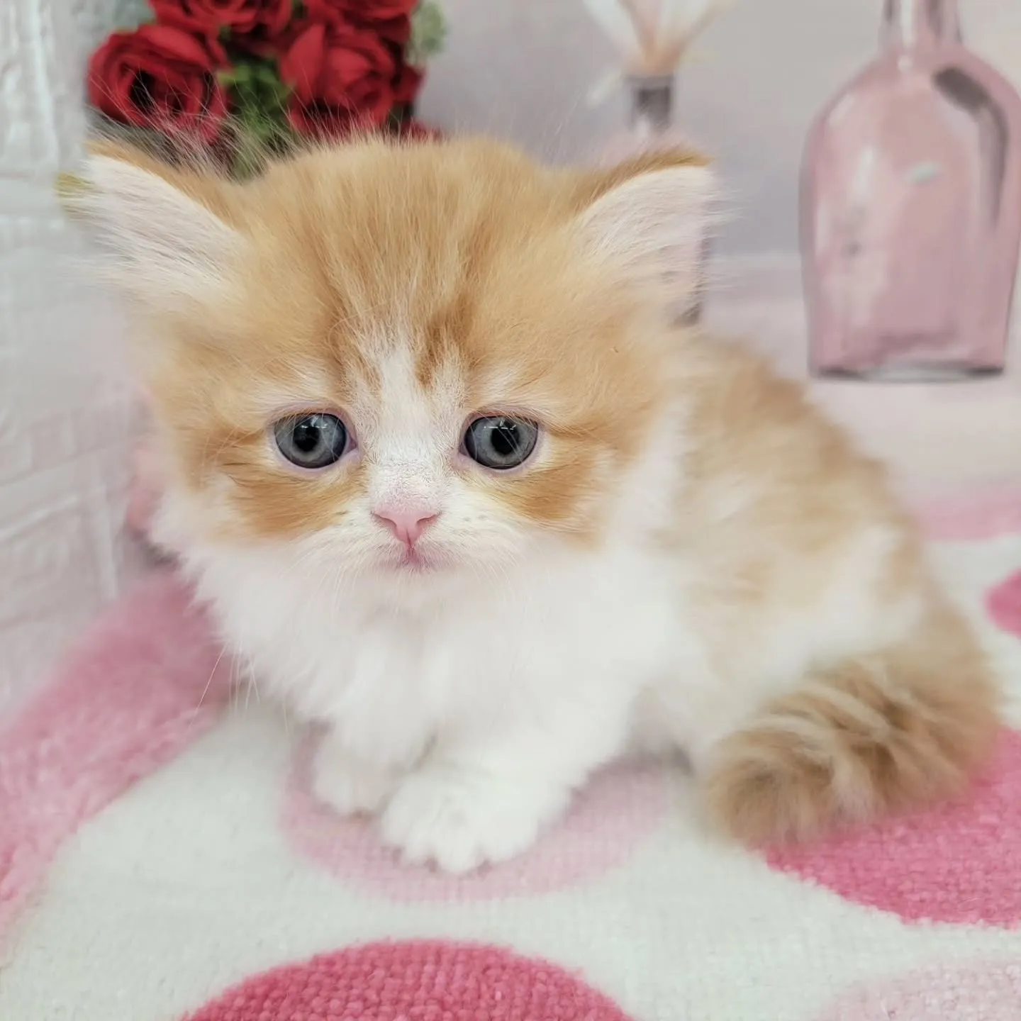 現在ご紹介中のミヌエット（短足）の女の子です💕