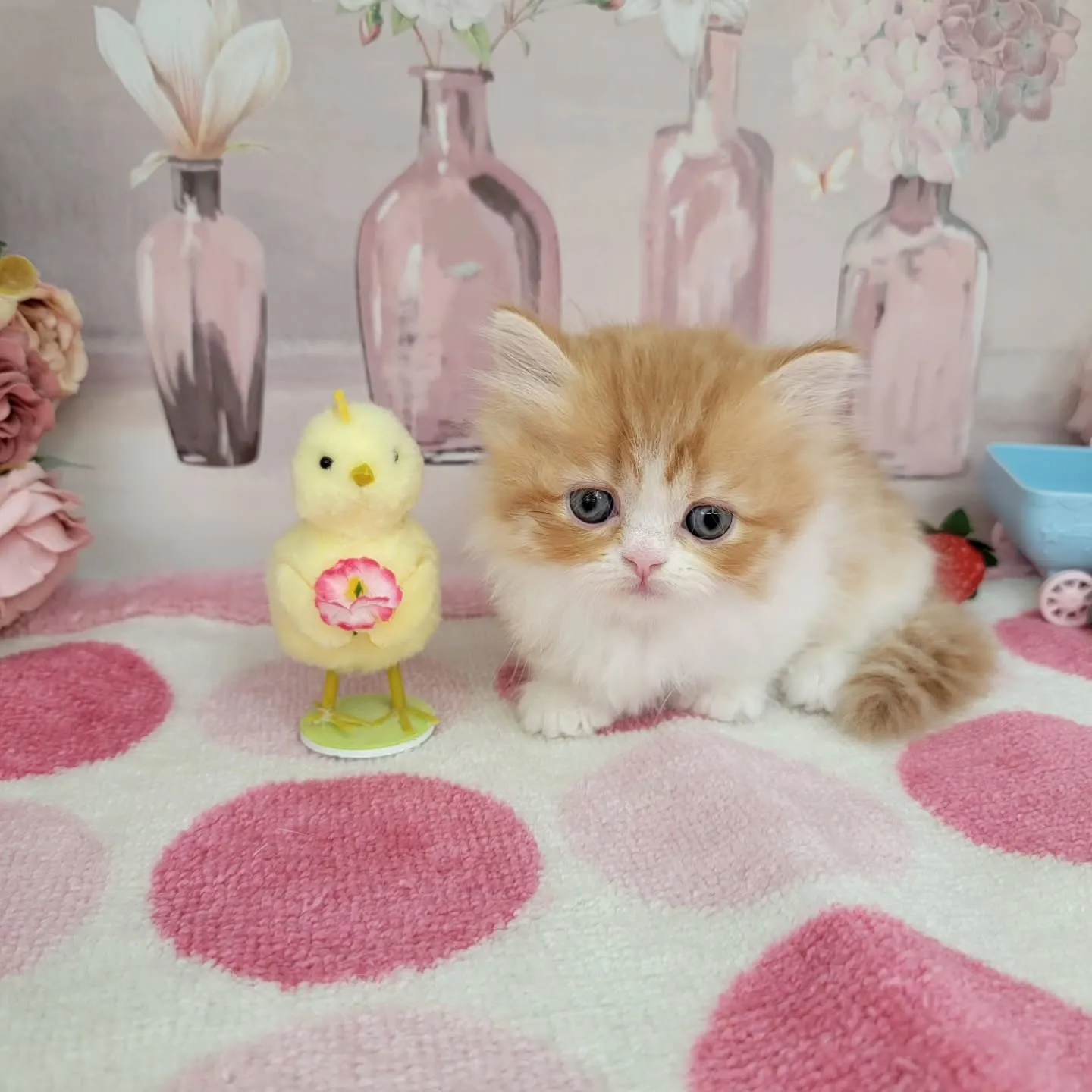 現在ご紹介中のミヌエット（短足）の女の子です💕