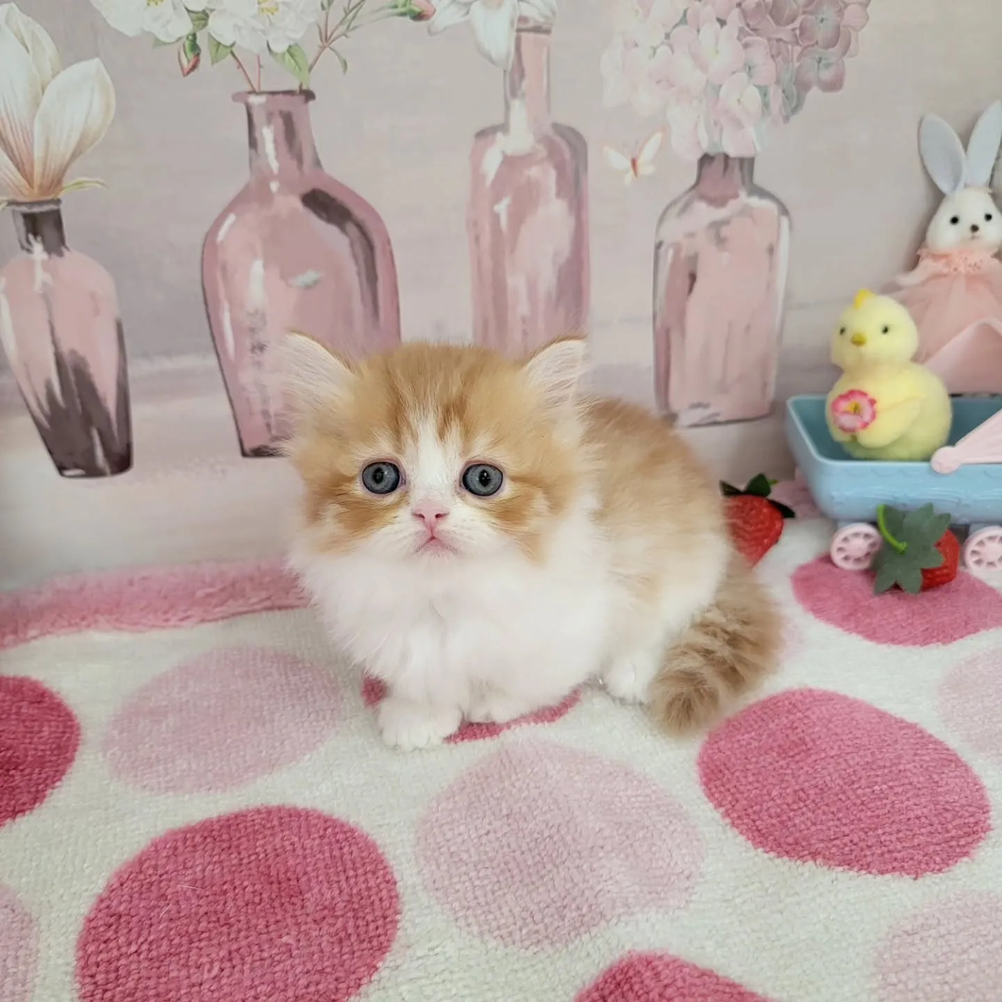 現在ご紹介中のミヌエット（短足）の女の子です💕