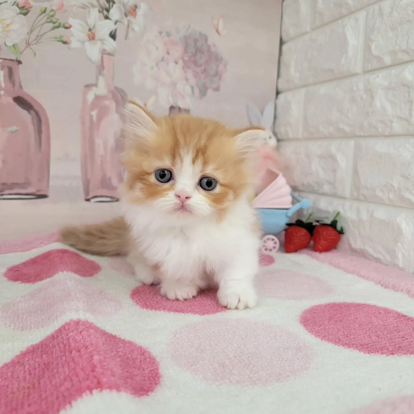 現在ご紹介中のミヌエット（短足）の女の子です💕