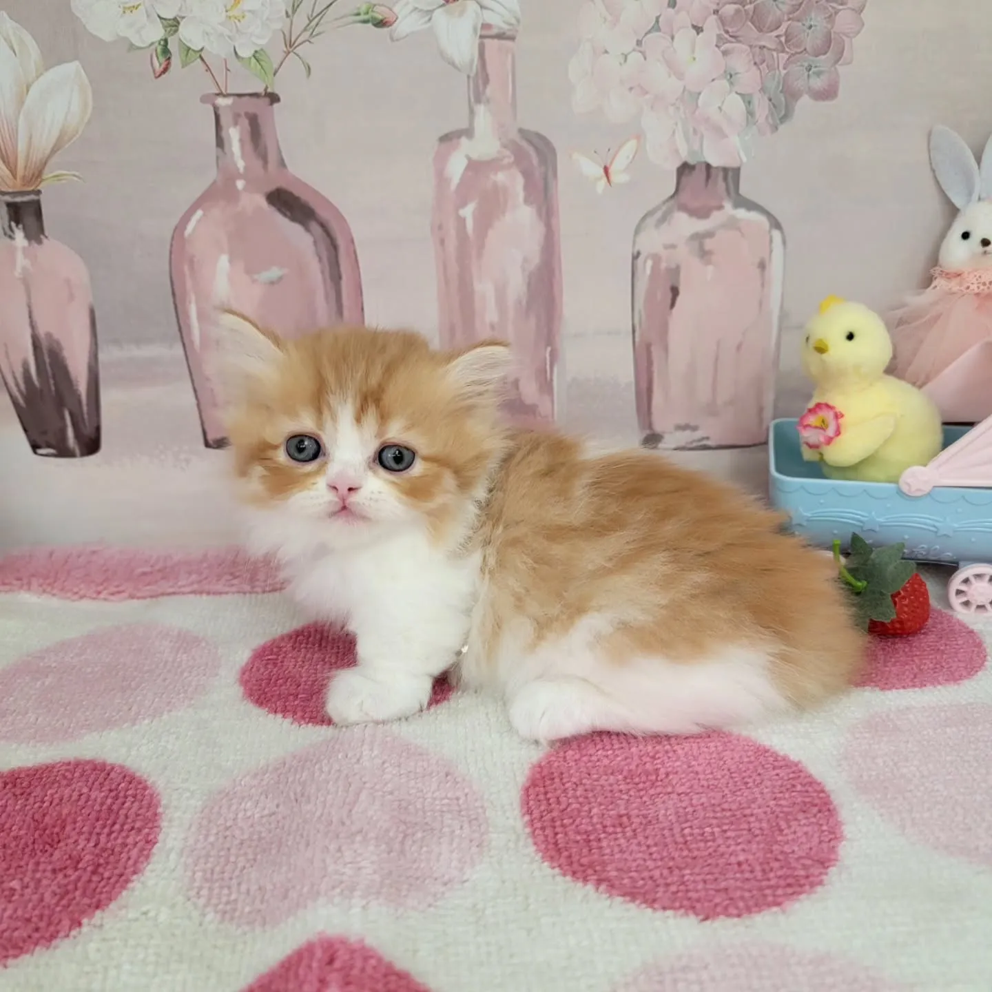 現在ご紹介中のミヌエット（短足）の女の子です💕