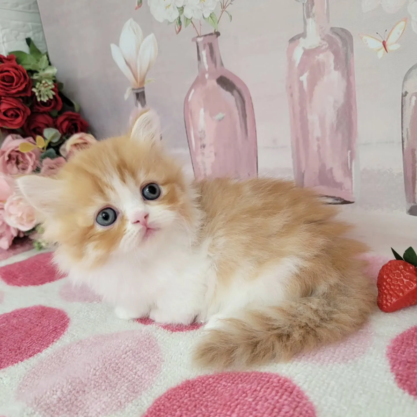 現在ご紹介中のミヌエット（短足）の女の子です💕