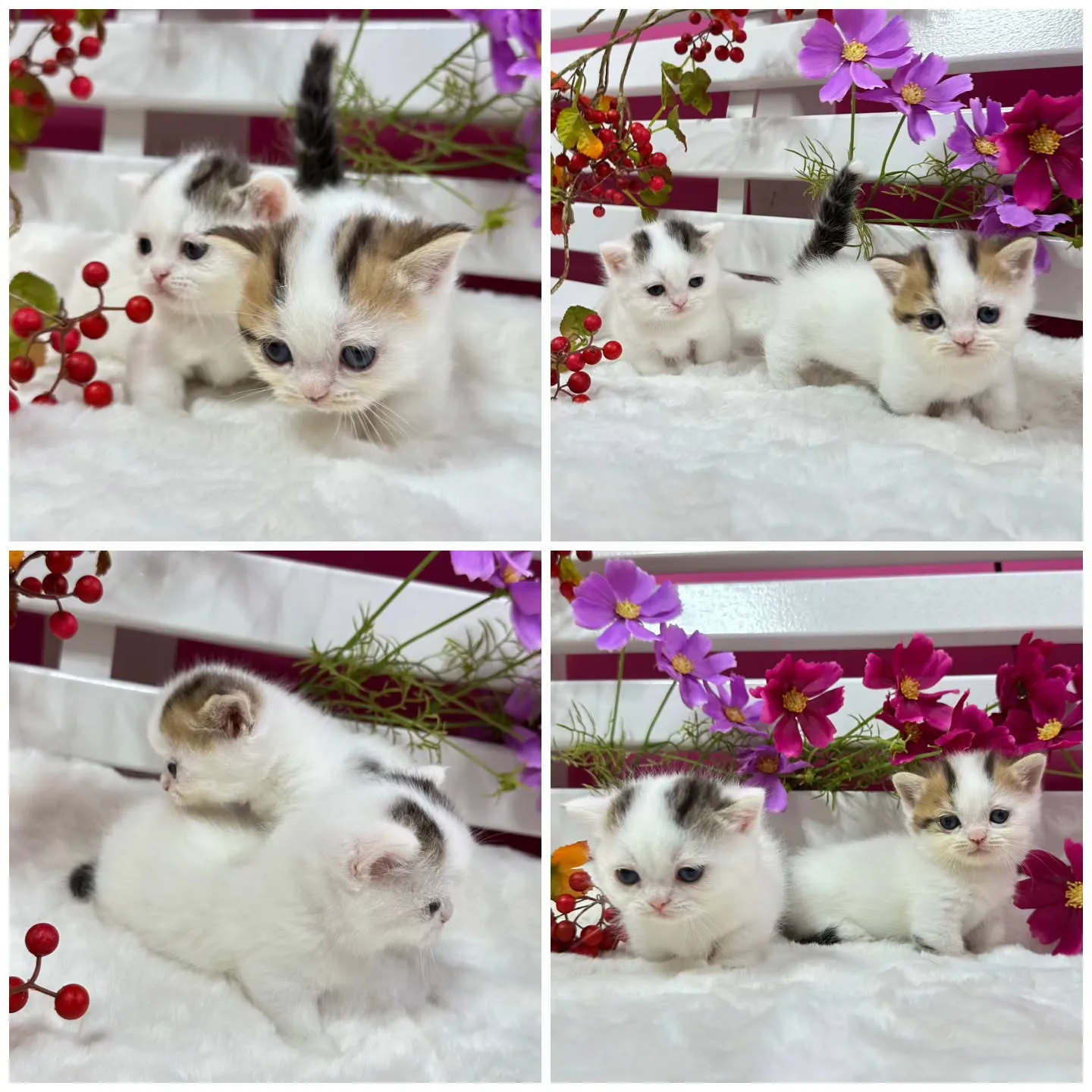 ミヌエットちゃんBaby 😺❤️