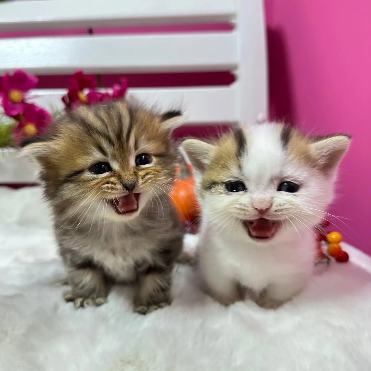 ミヌエットちゃんBaby 😺❤️