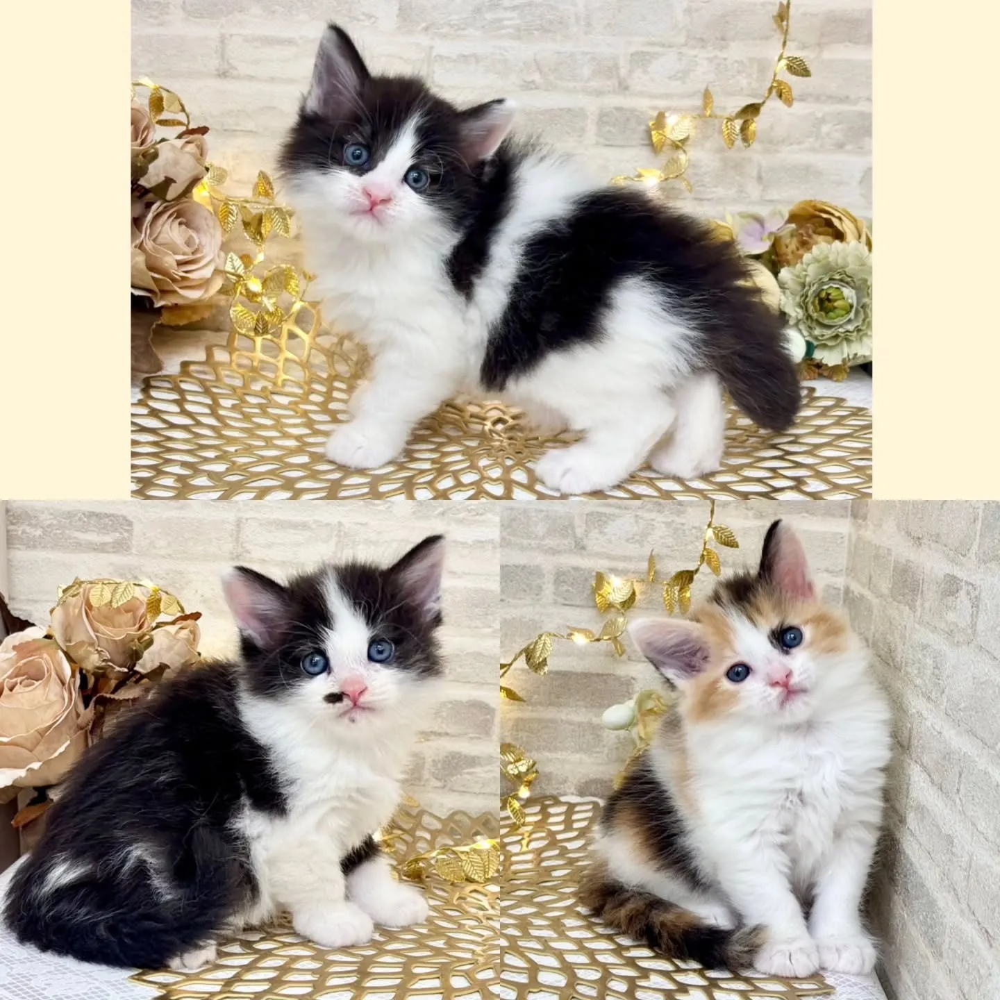 本日ご紹介のサイベリアンです🐱❤️🐱❤️🐱