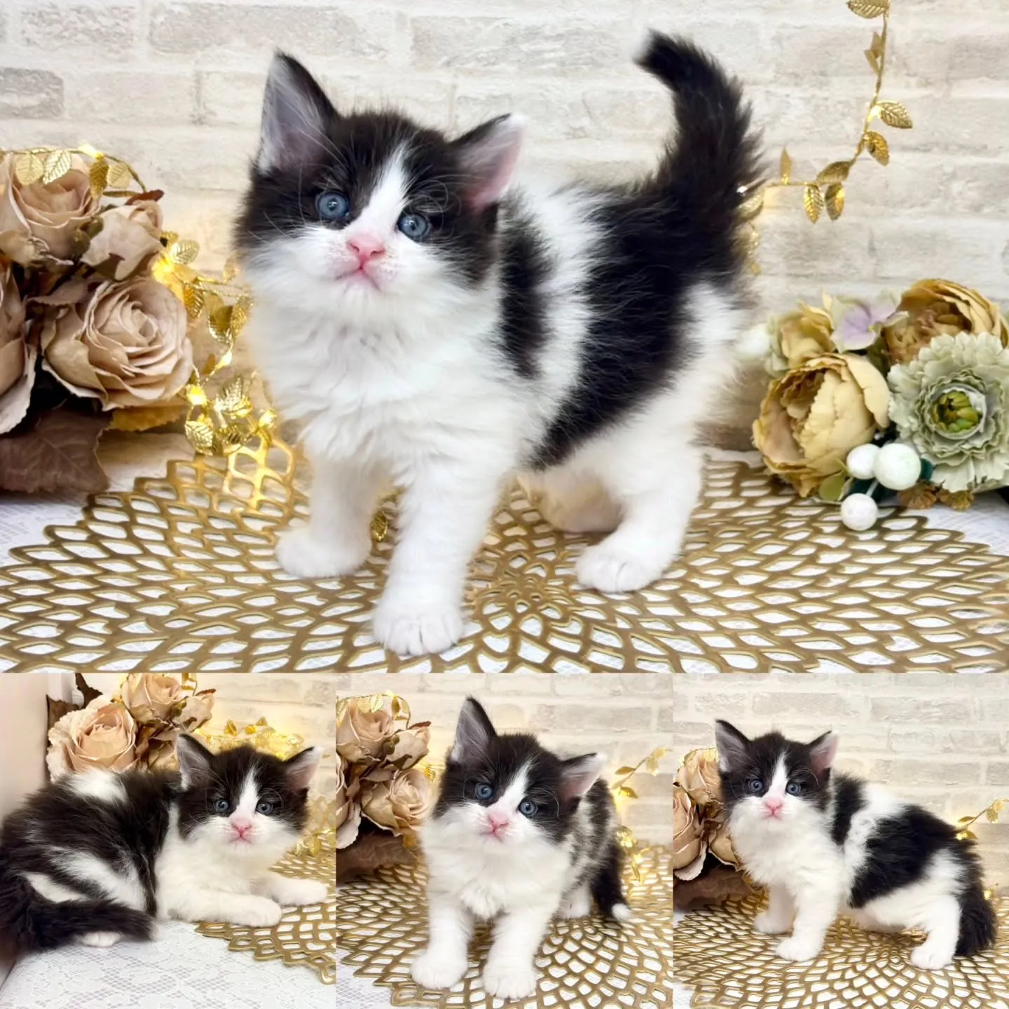 本日ご紹介のサイベリアンです🐱❤️🐱❤️🐱