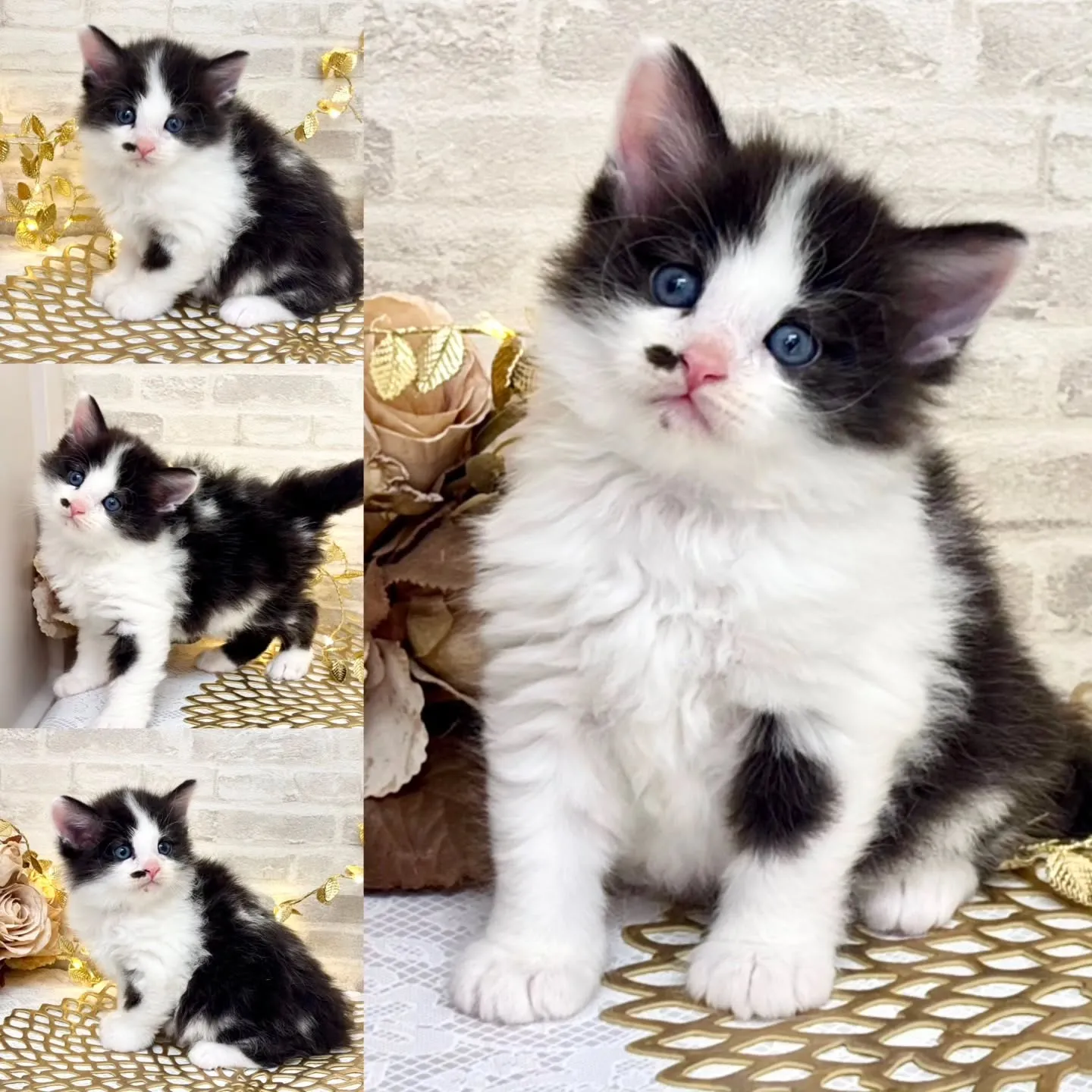 本日ご紹介のサイベリアンです🐱❤️🐱❤️🐱