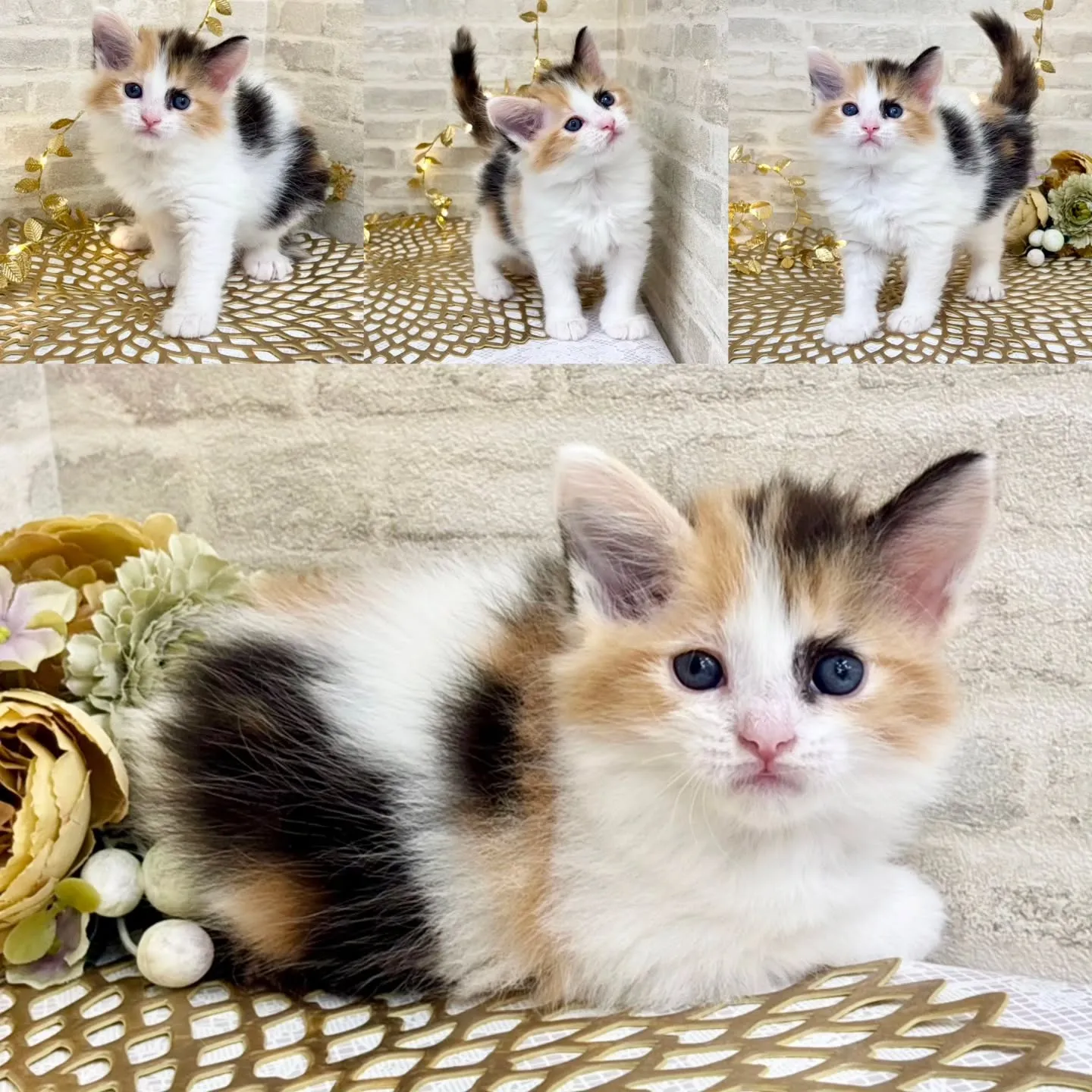 本日ご紹介のサイベリアンです🐱❤️🐱❤️🐱
