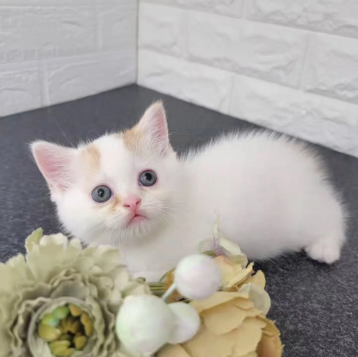 まだまだ赤ちゃんのかわいい男の子❤️