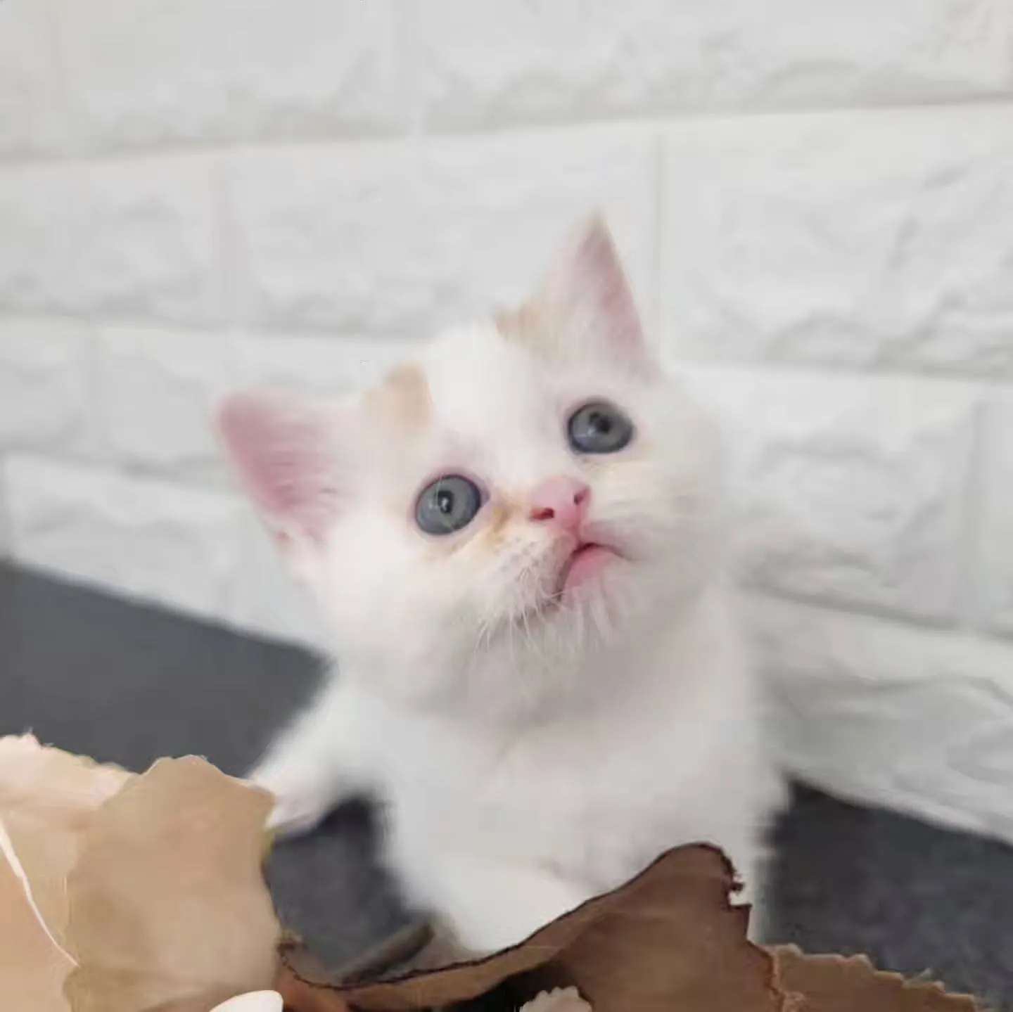 まだまだ赤ちゃんのかわいい男の子❤️