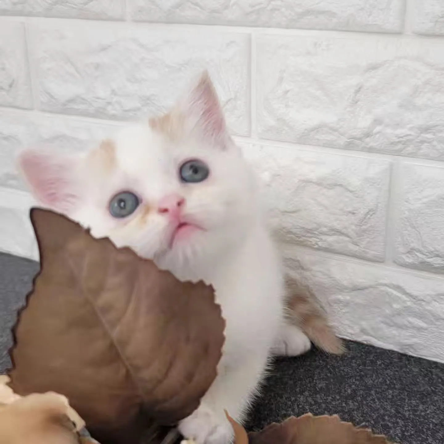 まだまだ赤ちゃんのかわいい男の子❤️