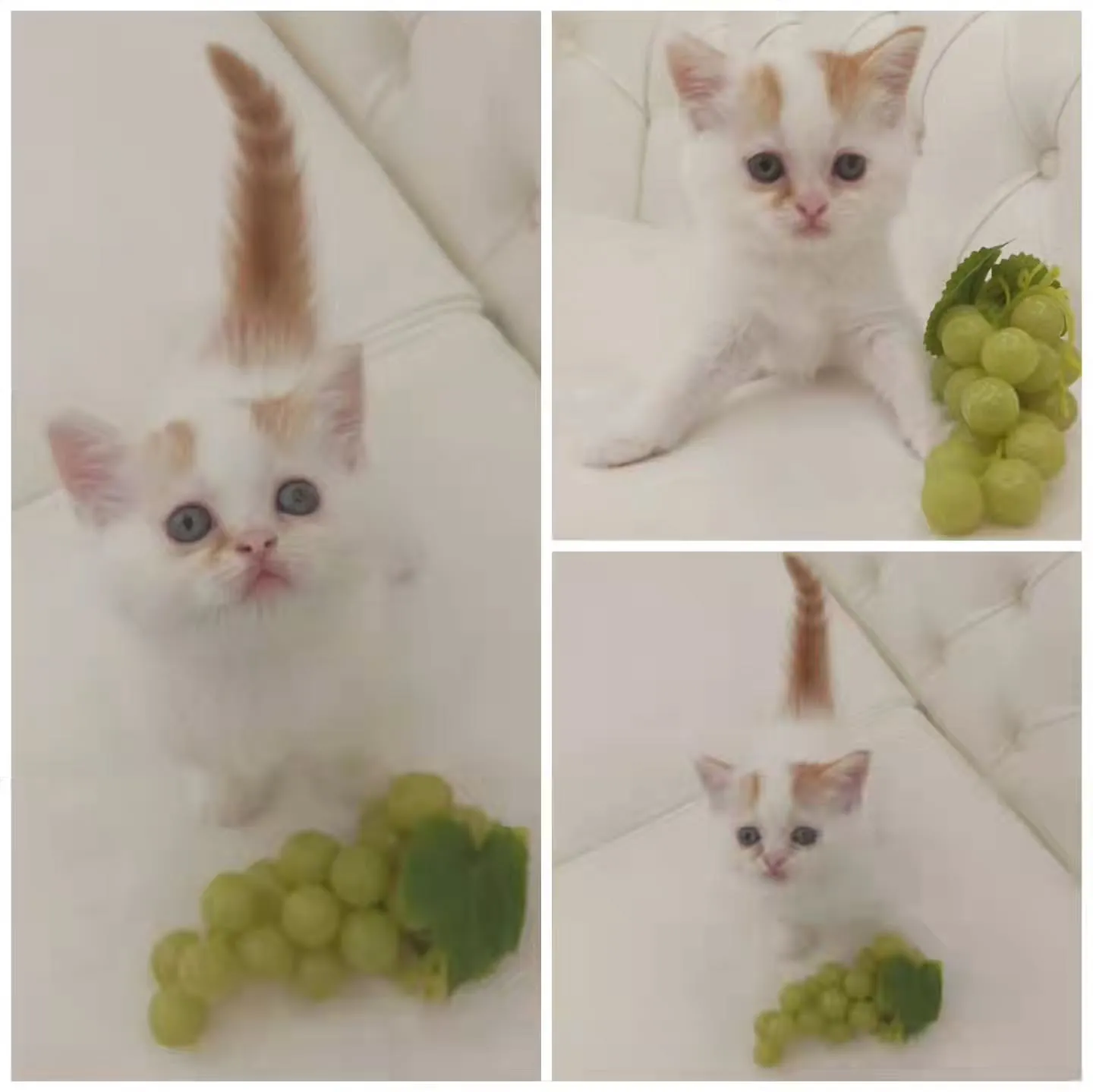 まだまだ赤ちゃんのかわいい男の子❤️