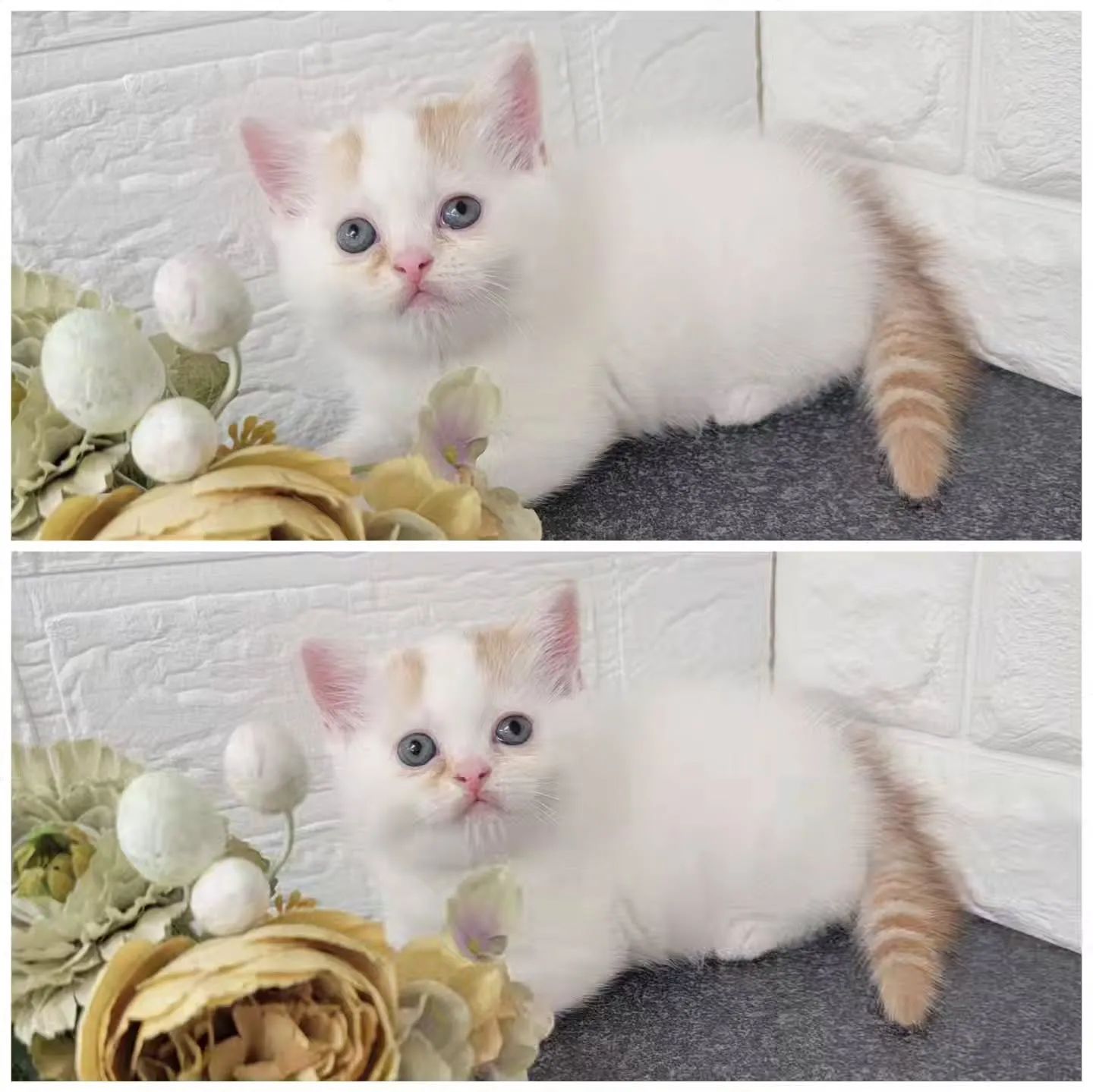 まだまだ赤ちゃんのかわいい男の子❤️