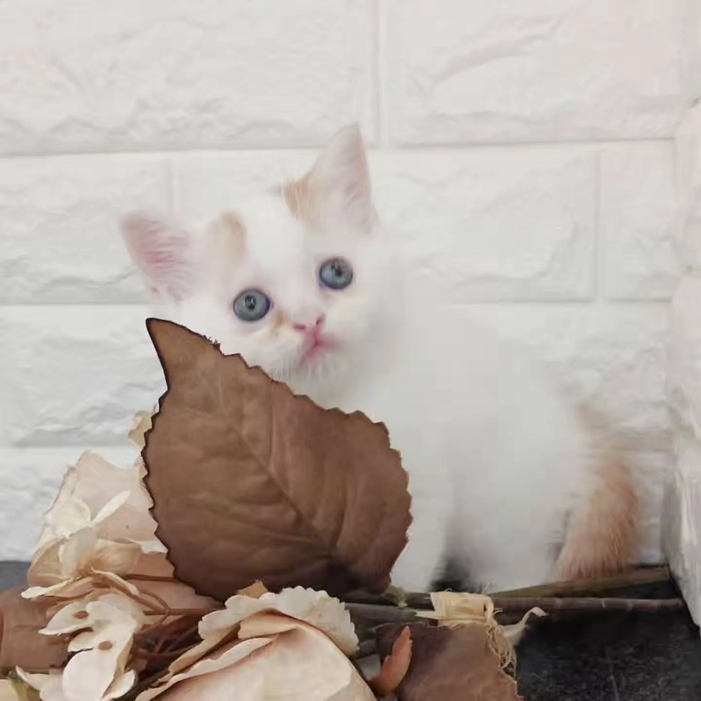 まだまだ赤ちゃんのかわいい男の子❤️