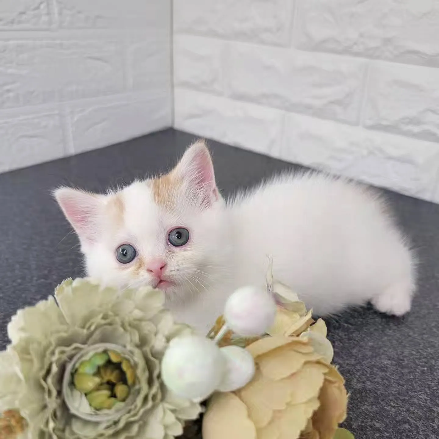 まだまだ赤ちゃんのかわいい男の子❤️