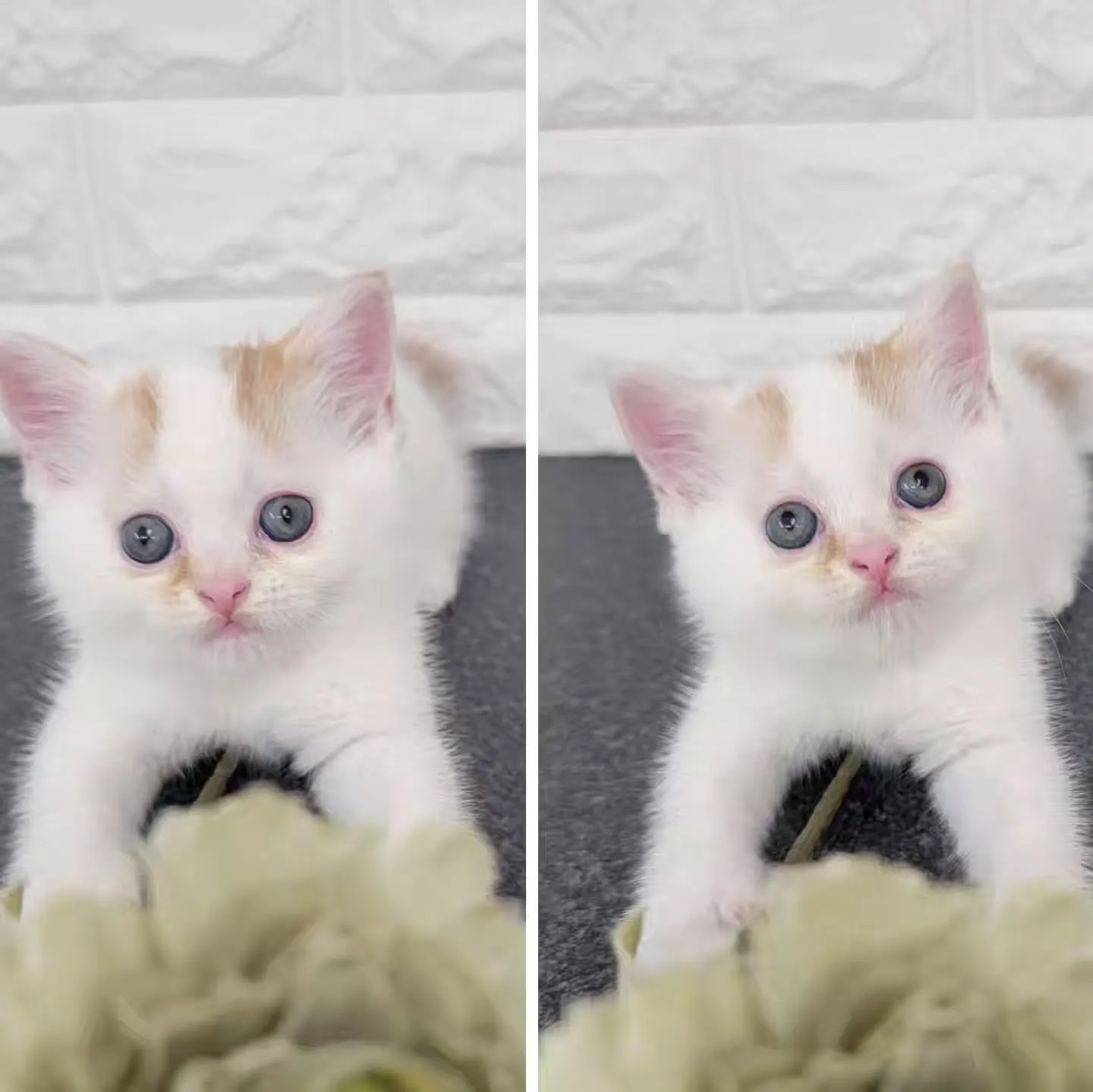 まだまだ赤ちゃんのかわいい男の子❤️