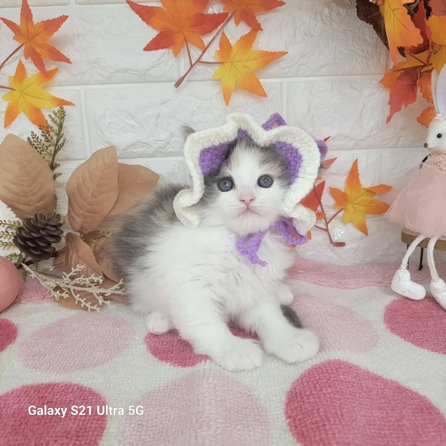 現在ご紹介中のサイベリアンちゃんです😺