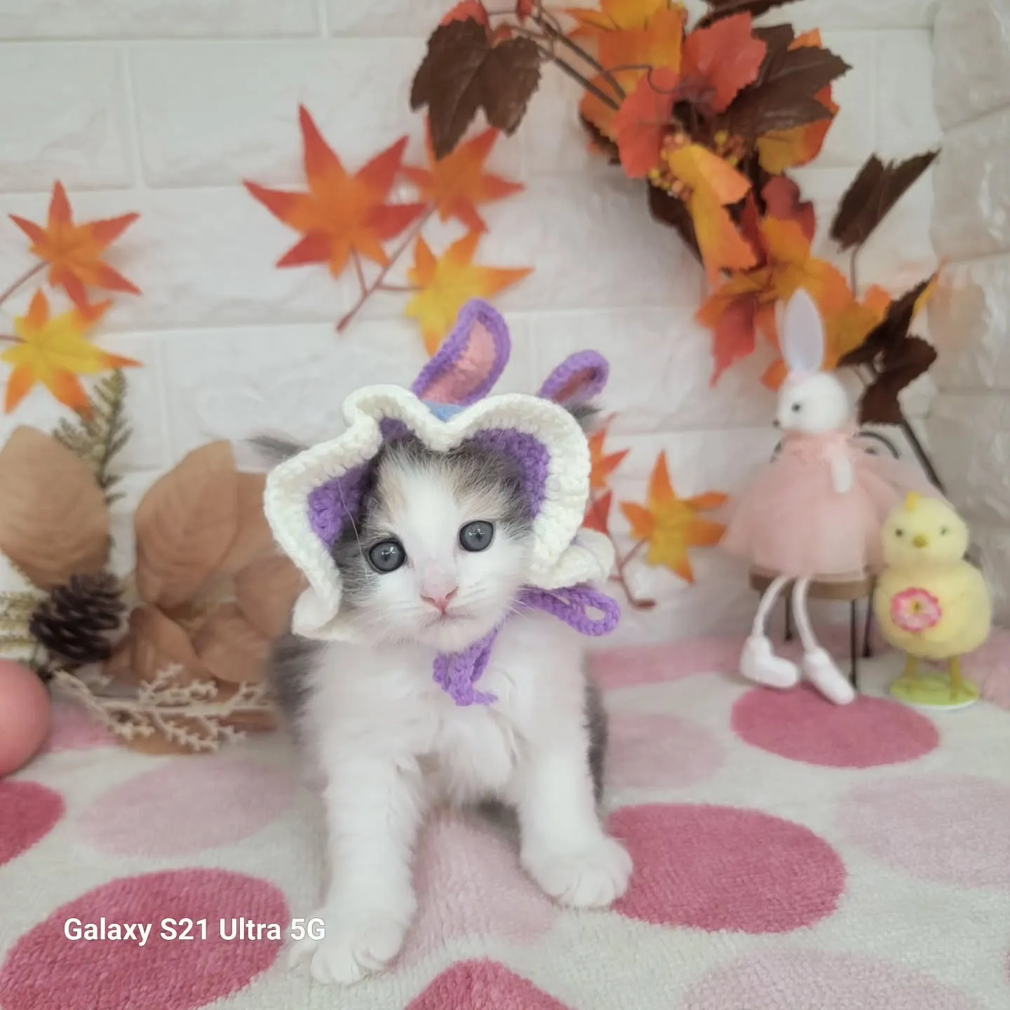 現在ご紹介中のサイベリアンちゃんです😺