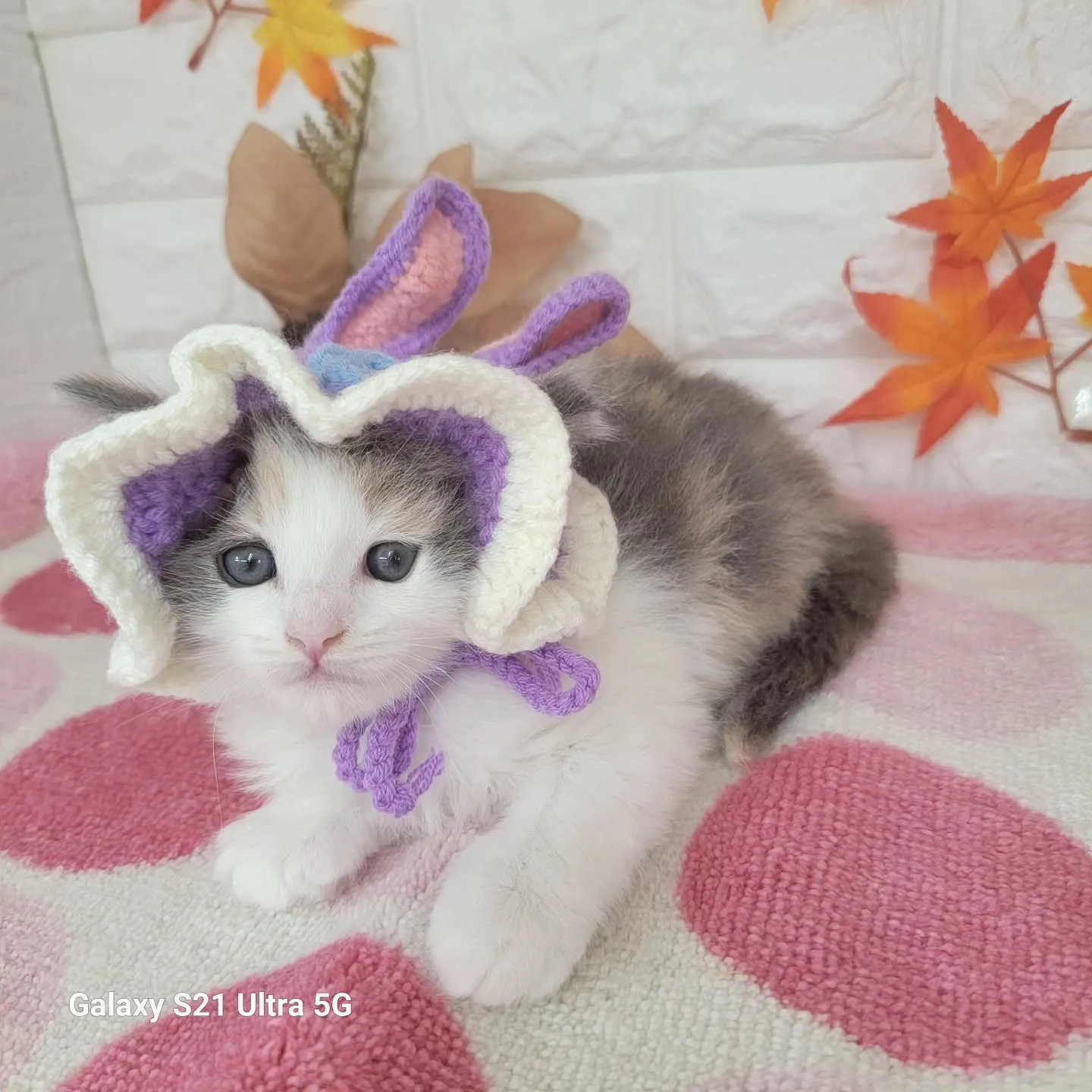 現在ご紹介中のサイベリアンちゃんです😺