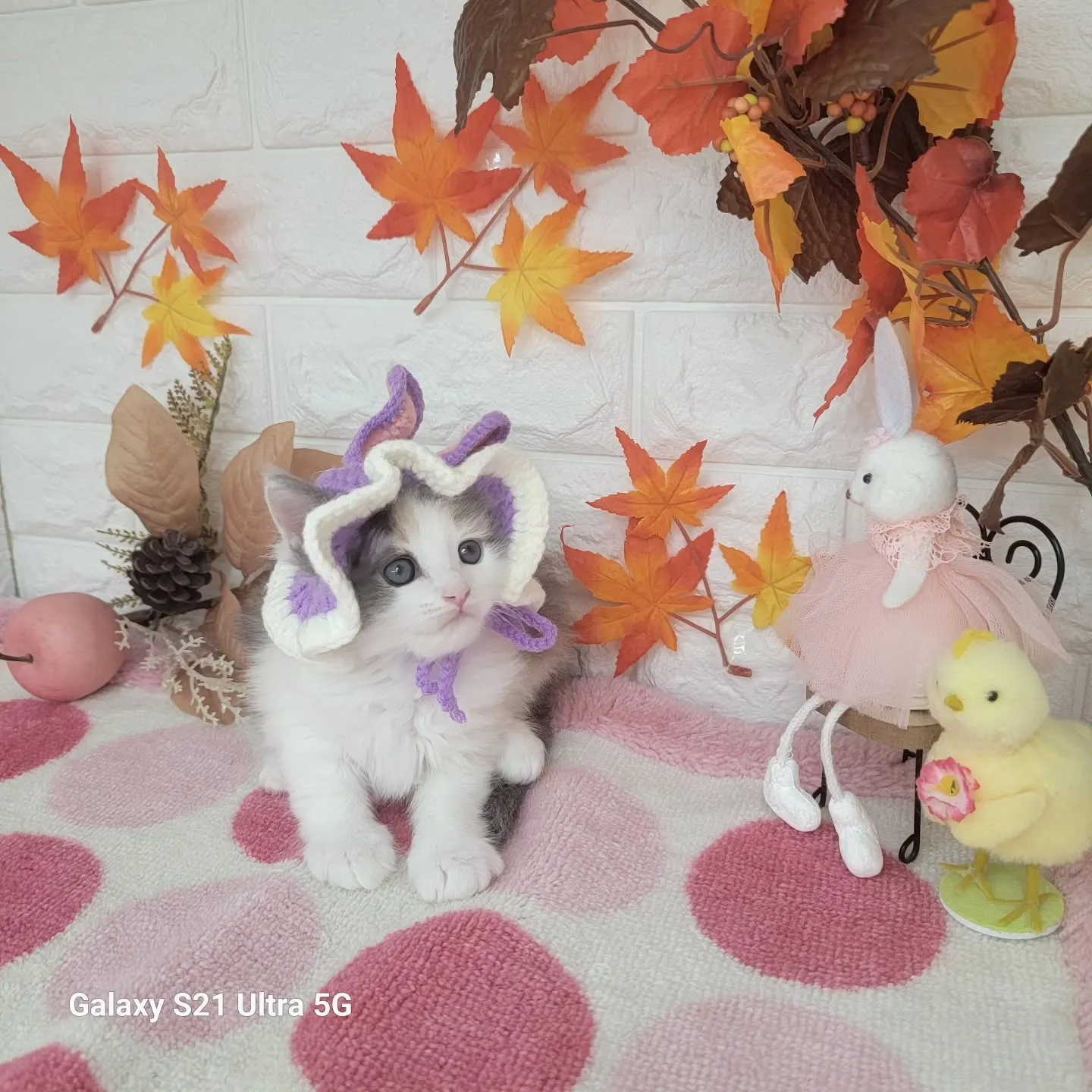 現在ご紹介中のサイベリアンちゃんです😺