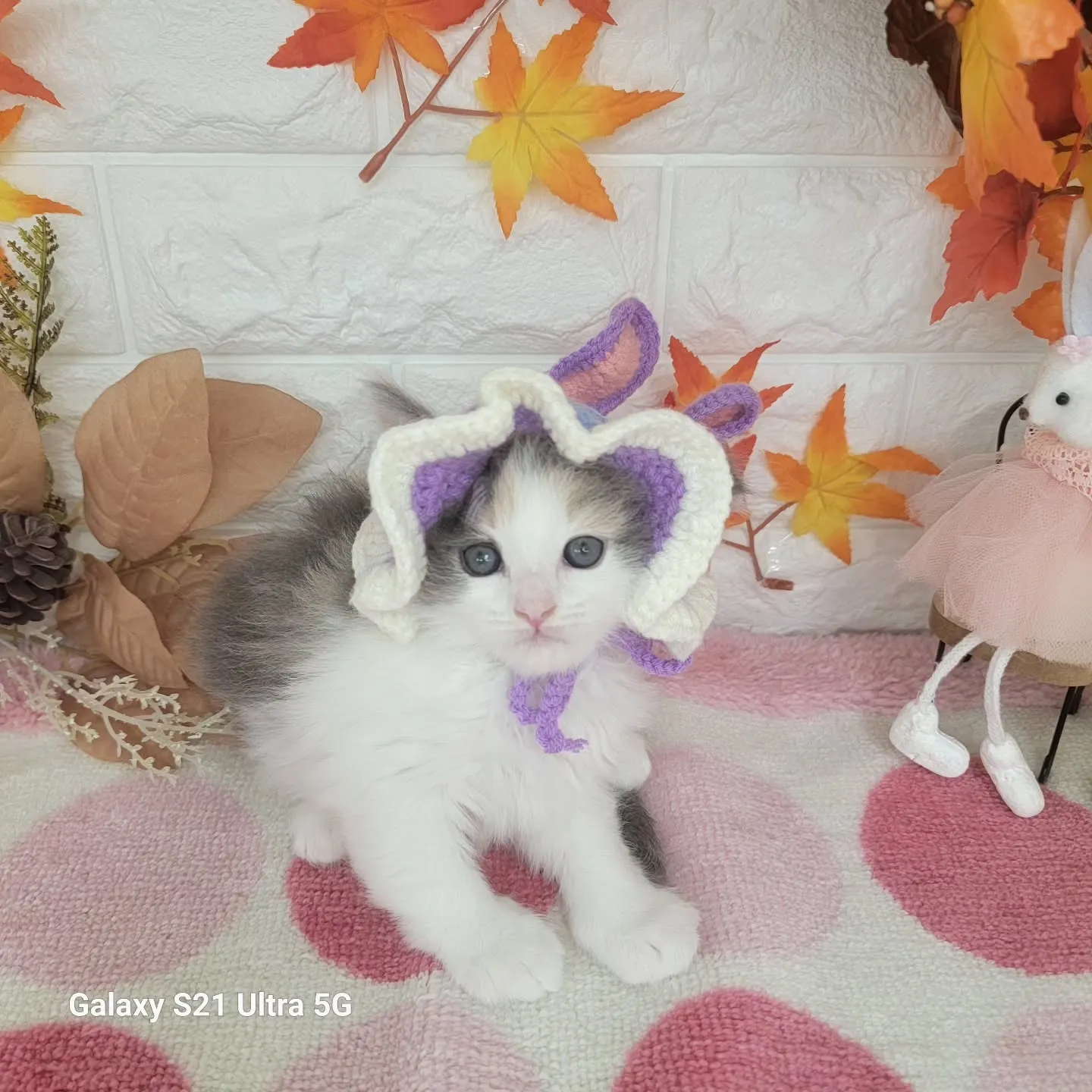 現在ご紹介中のサイベリアンちゃんです😺