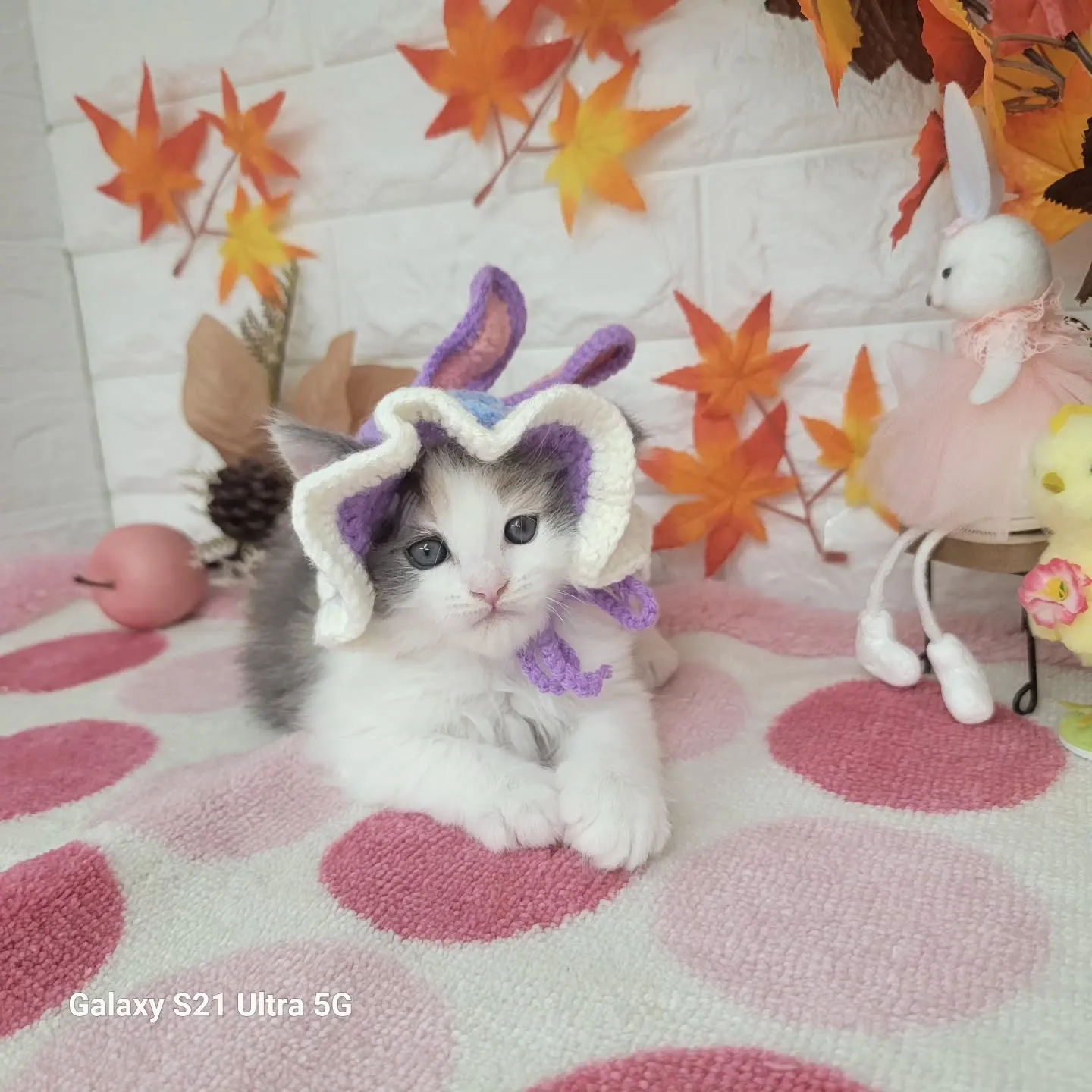 現在ご紹介中のサイベリアンちゃんです😺