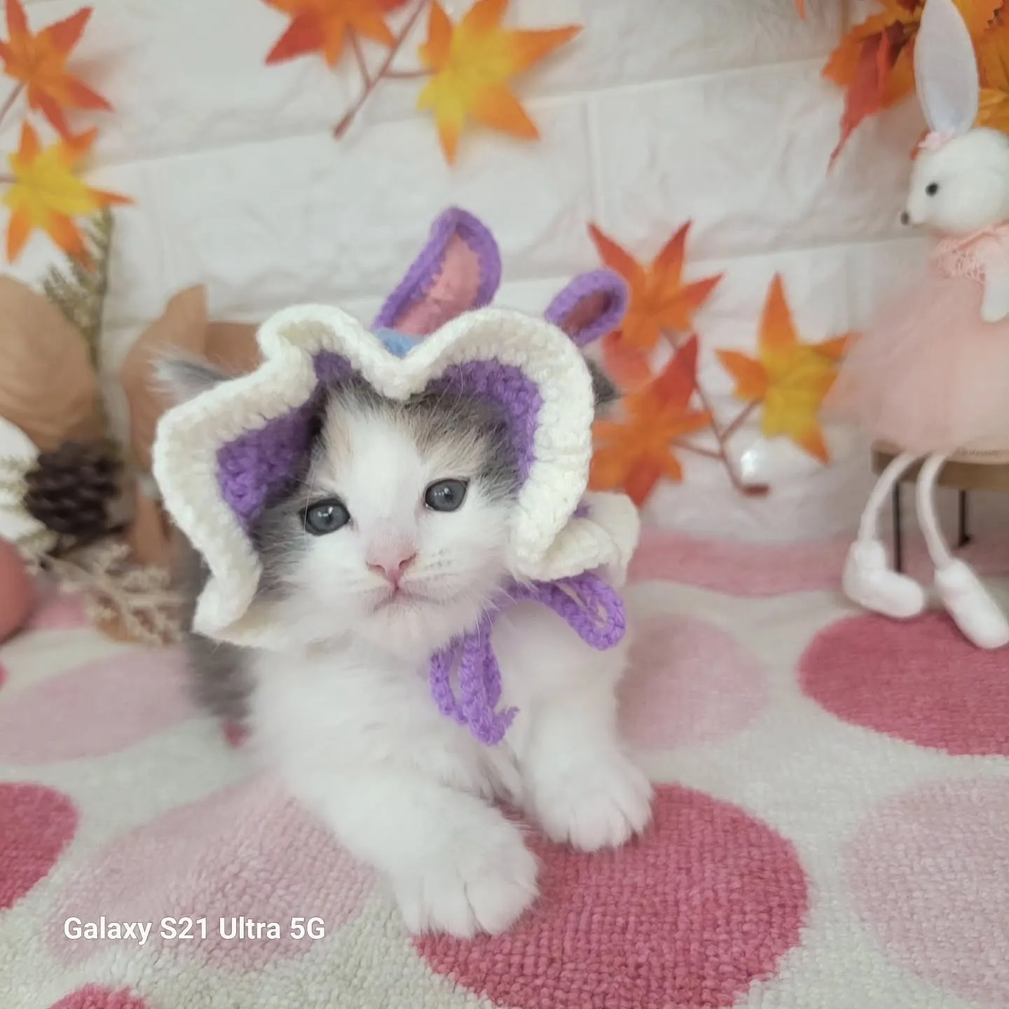 現在ご紹介中のサイベリアンちゃんです😺