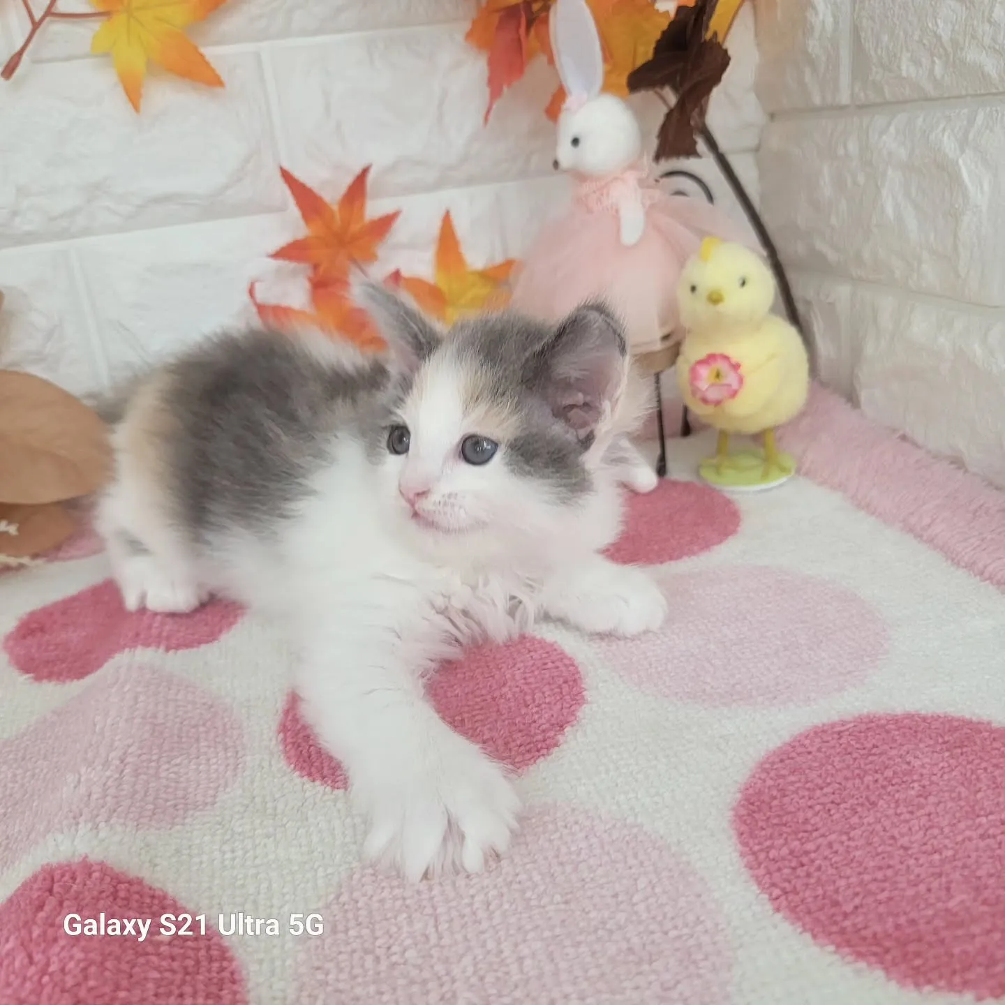 現在ご紹介中のサイベリアンちゃんです😺