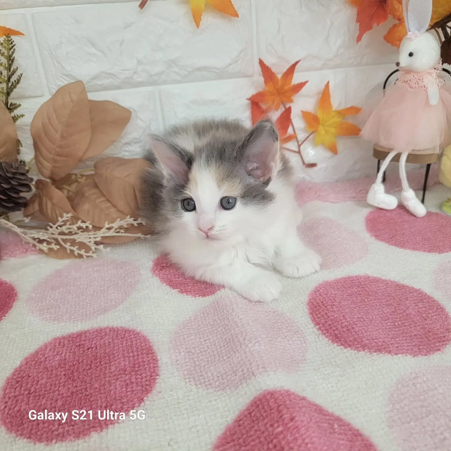 現在ご紹介中のサイベリアンちゃんです😺