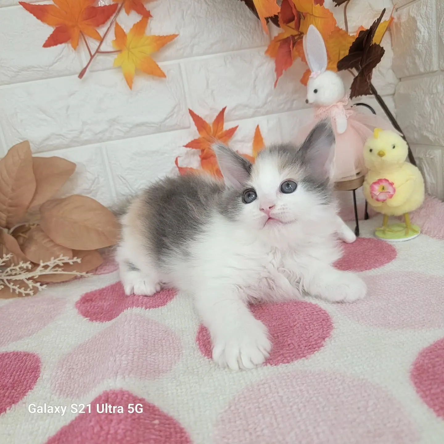 現在ご紹介中のサイベリアンちゃんです😺