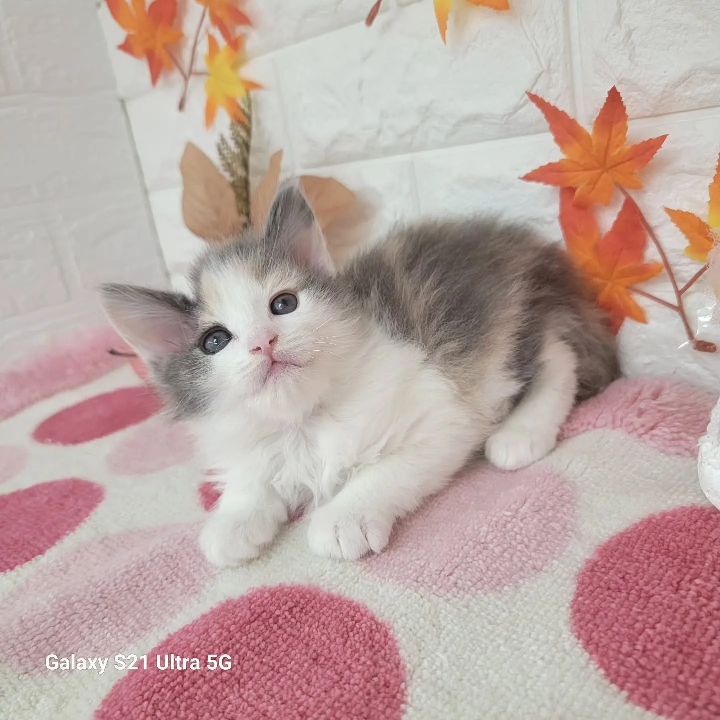 現在ご紹介中のサイベリアンちゃんです😺