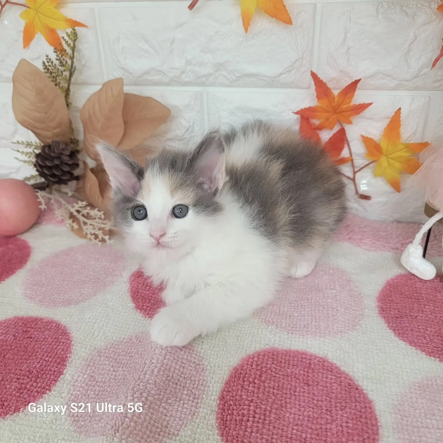 現在ご紹介中のサイベリアンちゃんです😺