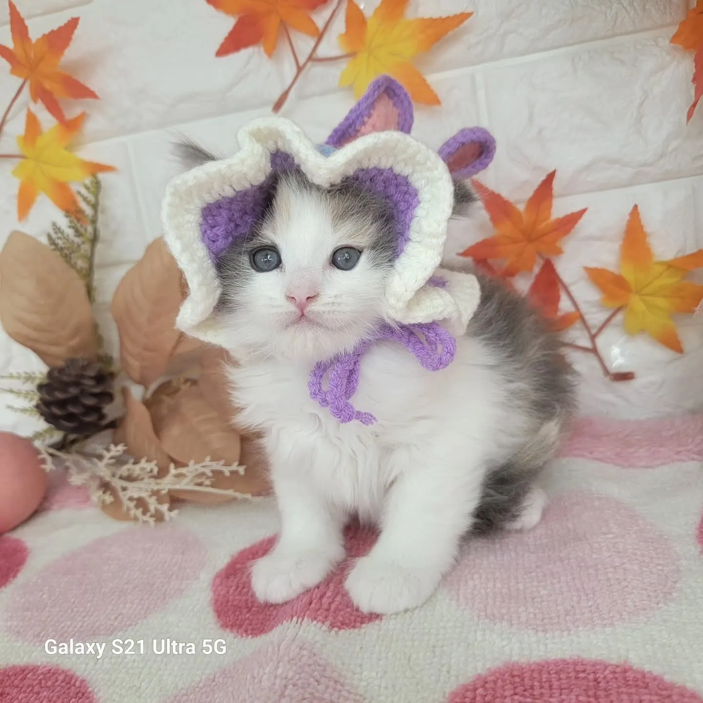 現在ご紹介中のサイベリアンちゃんです😺