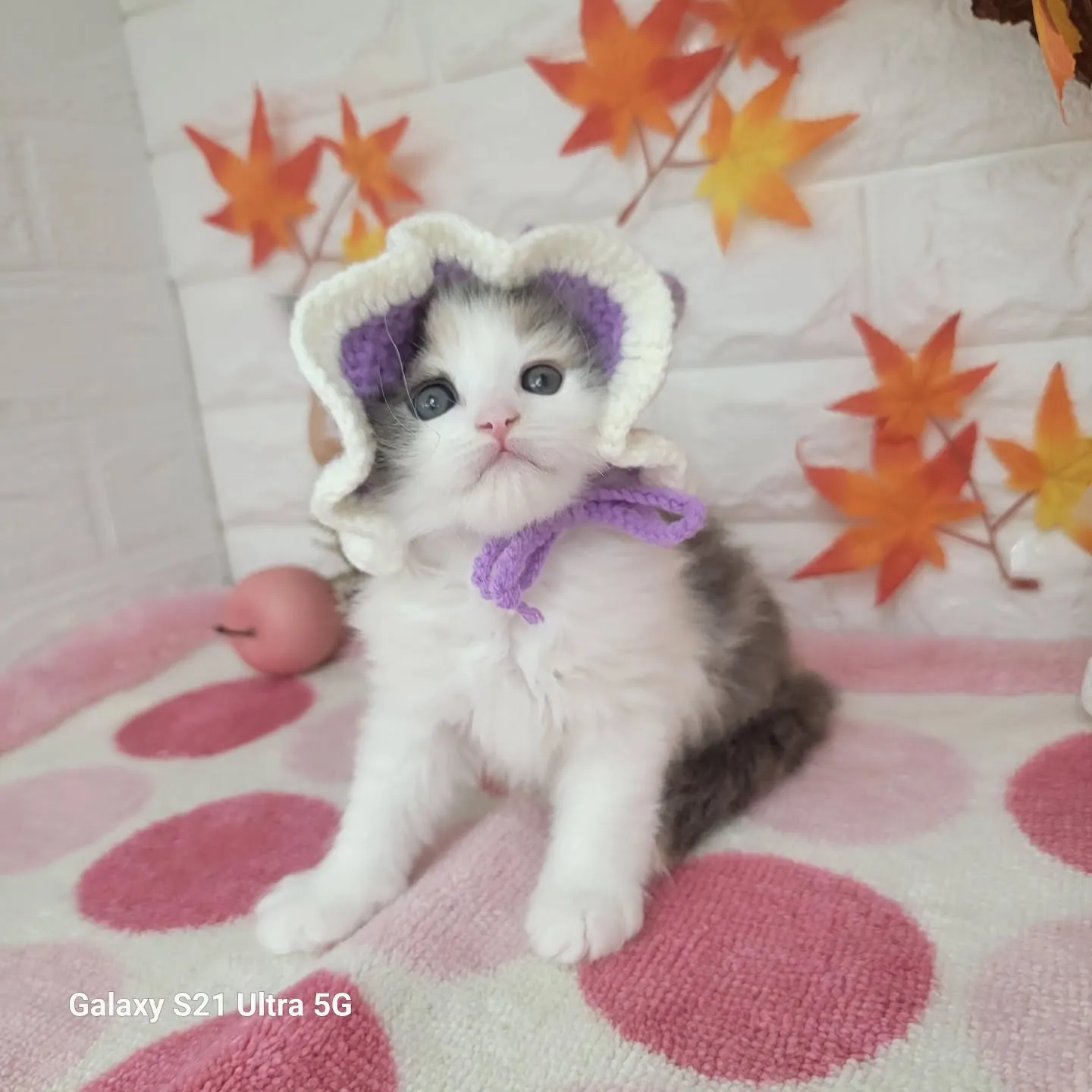 現在ご紹介中のサイベリアンちゃんです😺