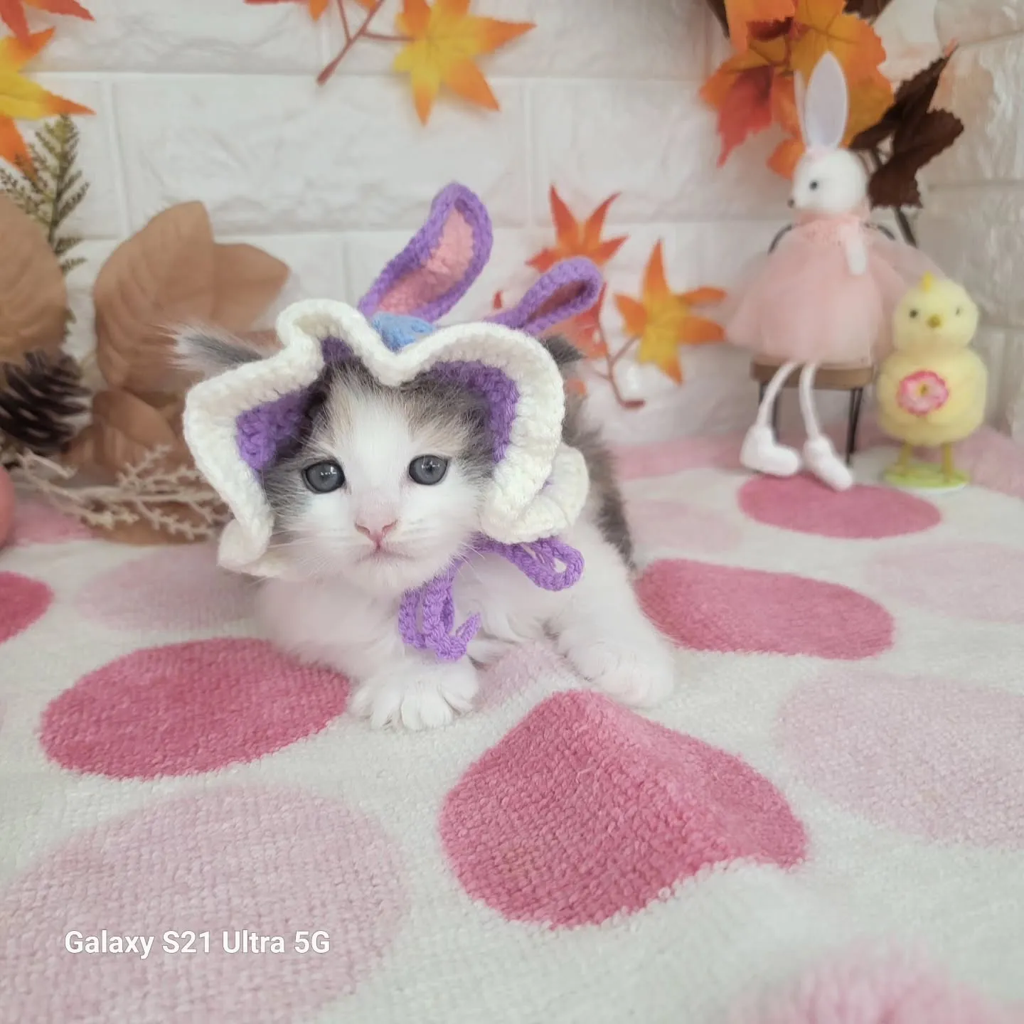 現在ご紹介中のサイベリアンちゃんです😺