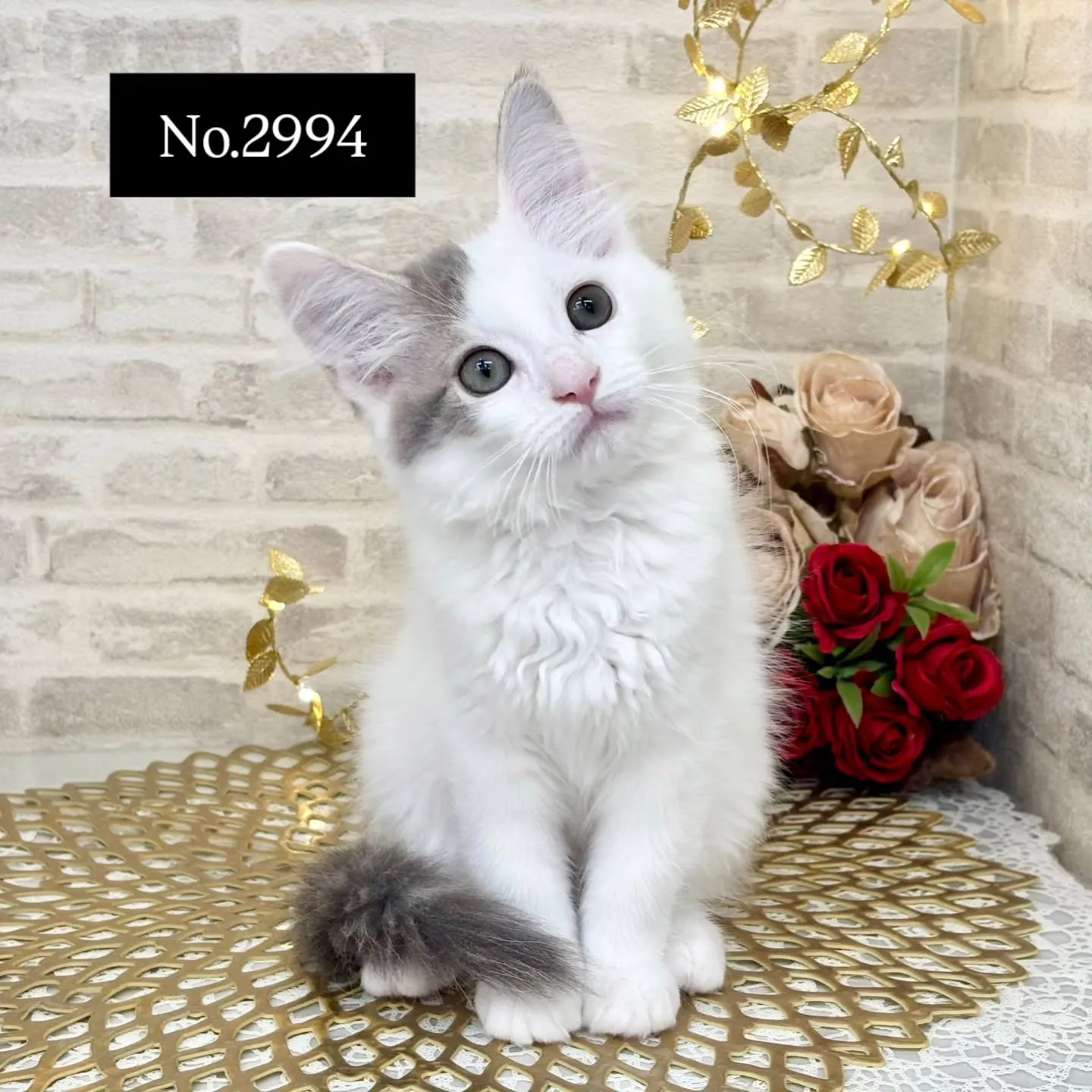 現在ご紹介中のサイベリアンちゃんです🤍No.2994