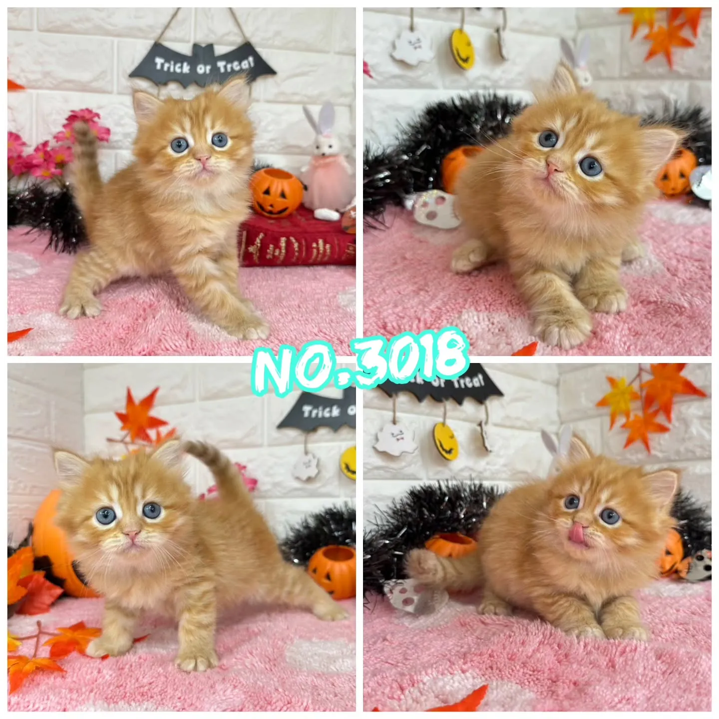 ご紹介中のミヌエットちゃん達です🐱❤️