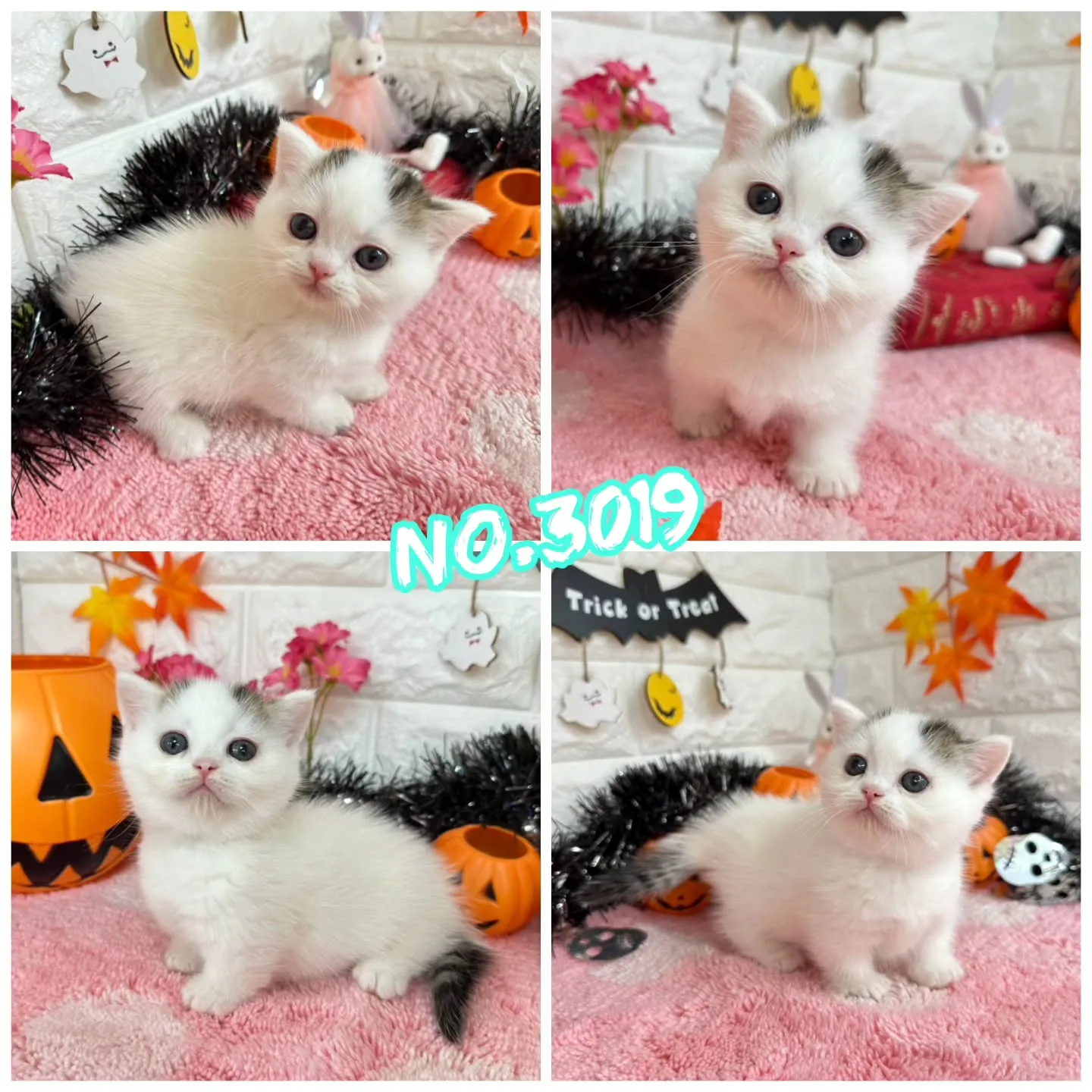 ご紹介中のミヌエットちゃん達です🐱❤️