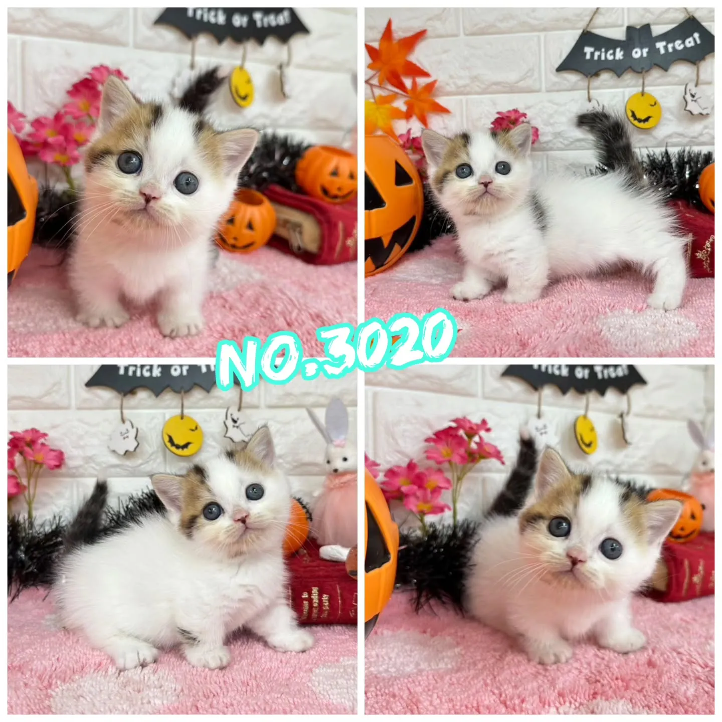 ご紹介中のミヌエットちゃん達です🐱❤️